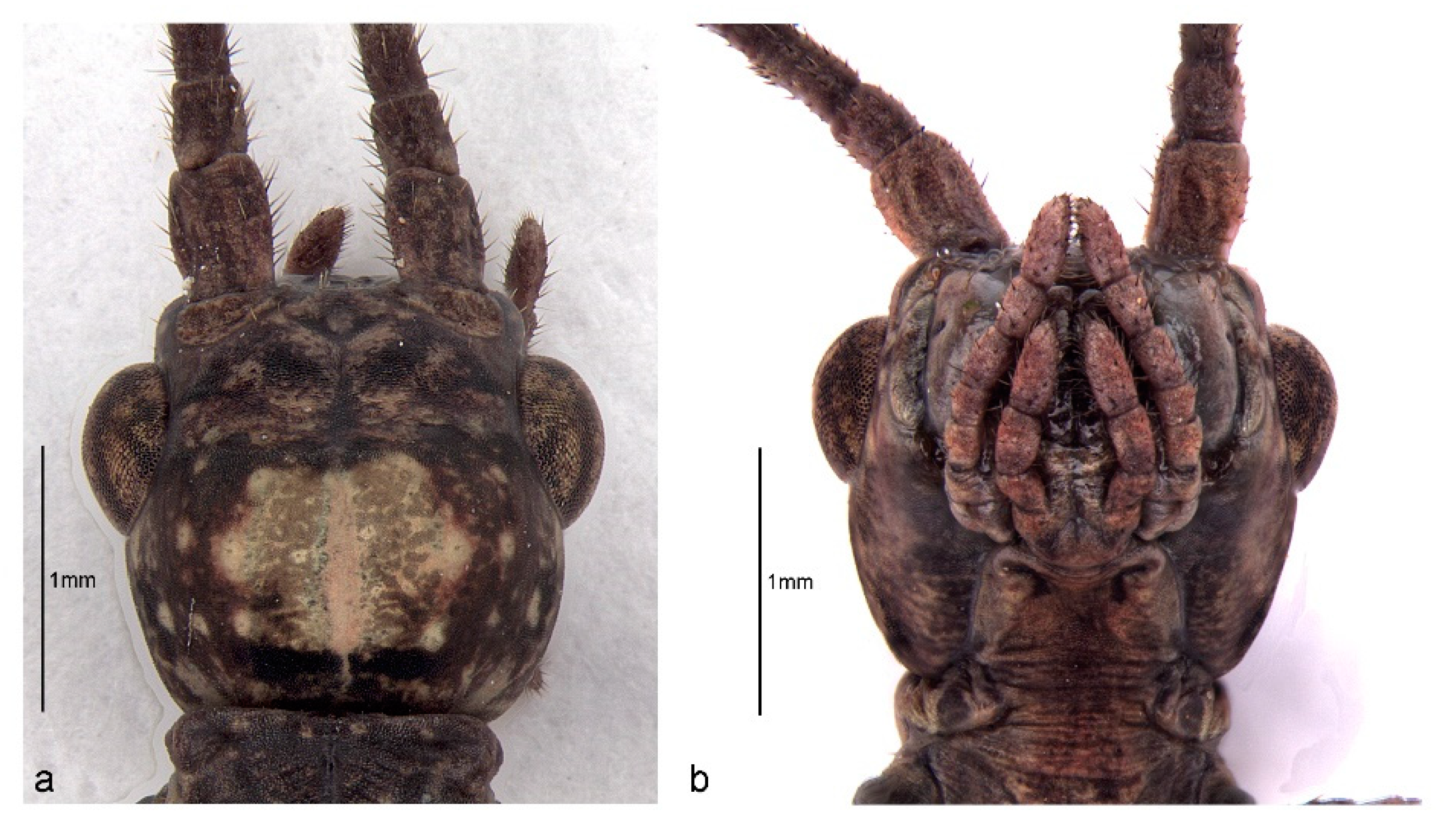 Animals 13 03474 g002