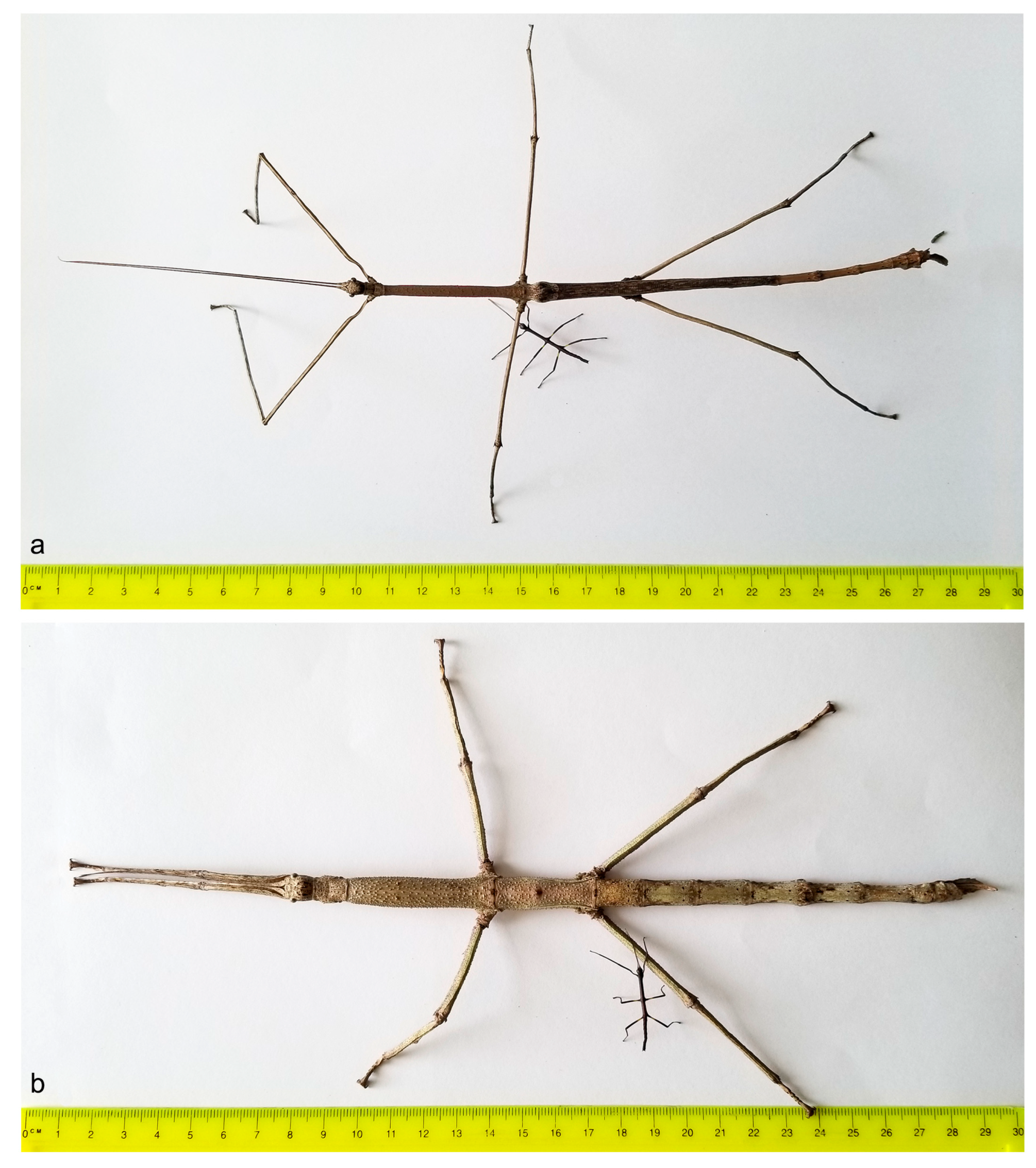 Animals 13 03474 g008