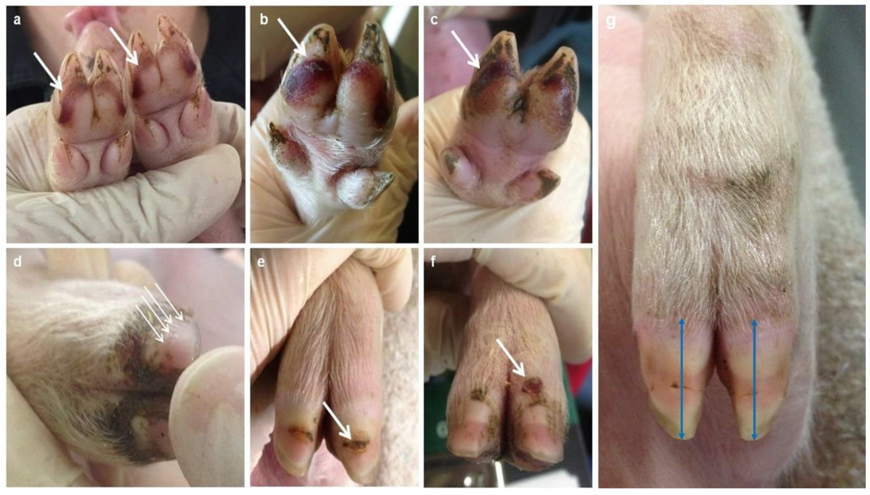 Animals 13 03477 g002