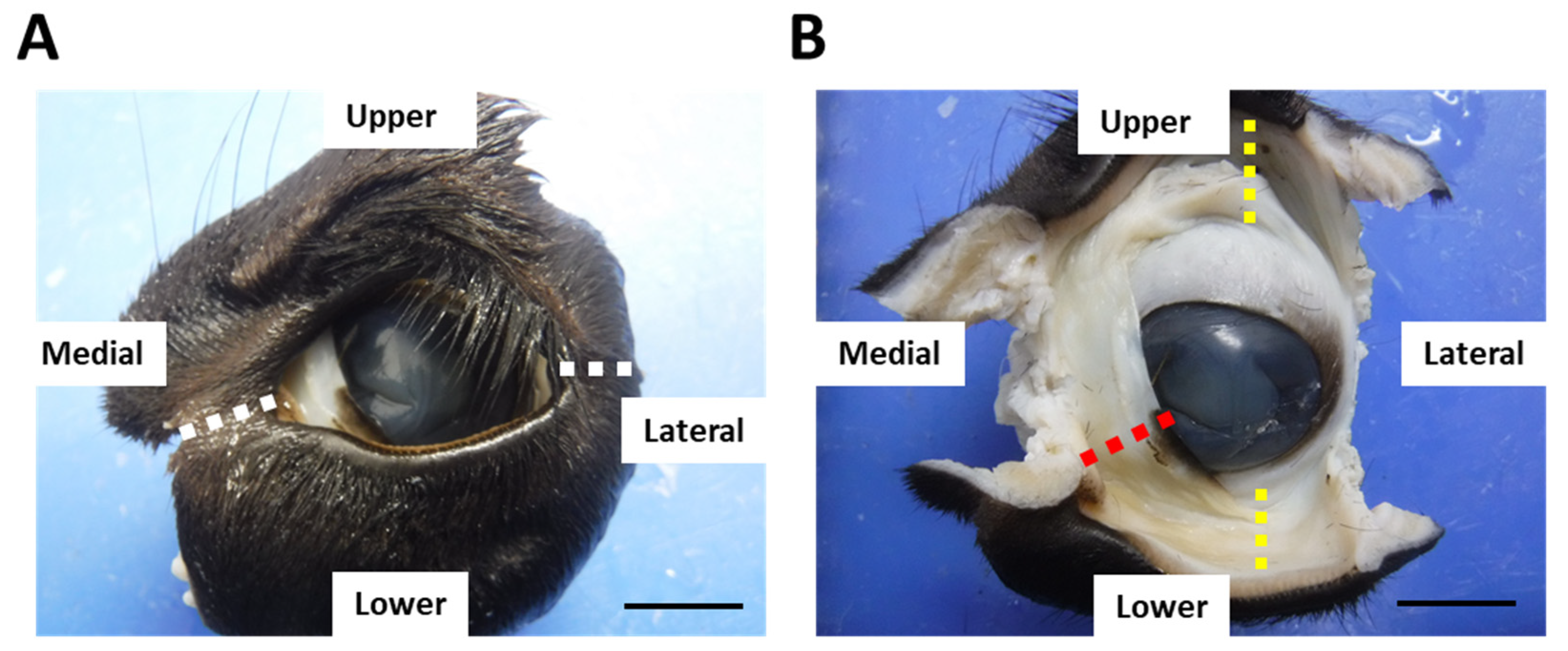 Animals 13 03481 g001 Animals 13 03481 g001