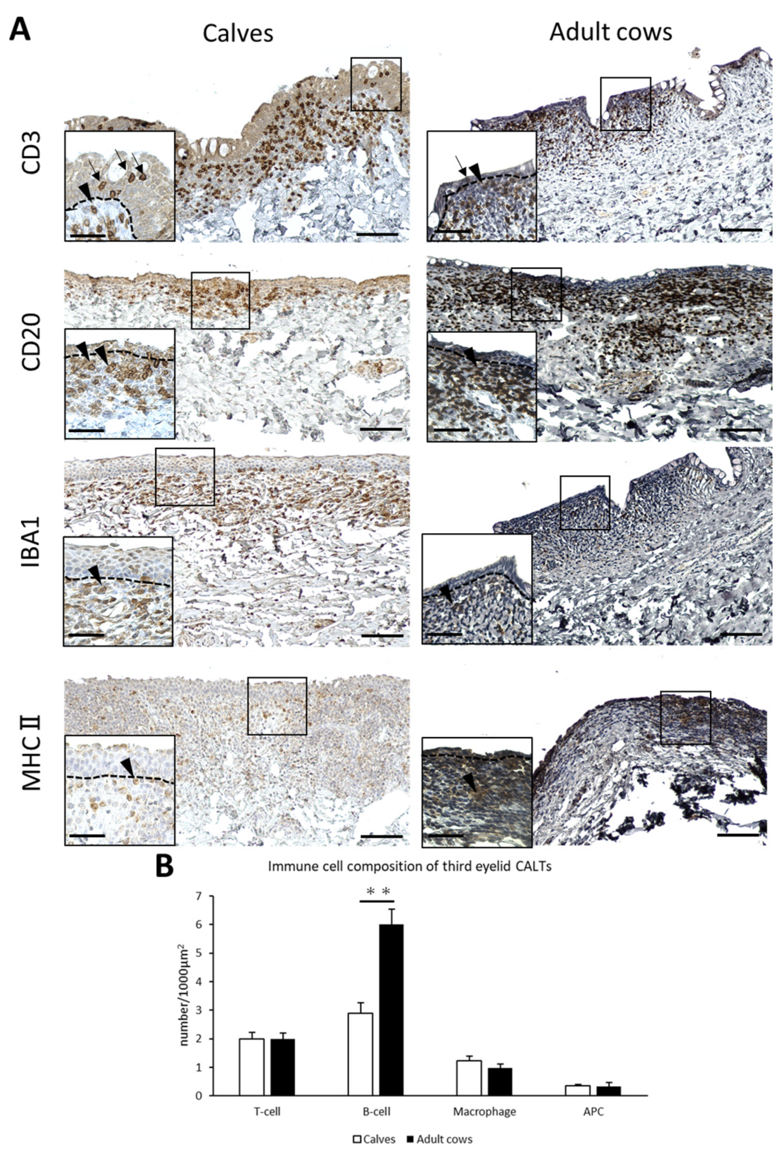 Animals 13 03481 g004 Animals 13 03481 g004