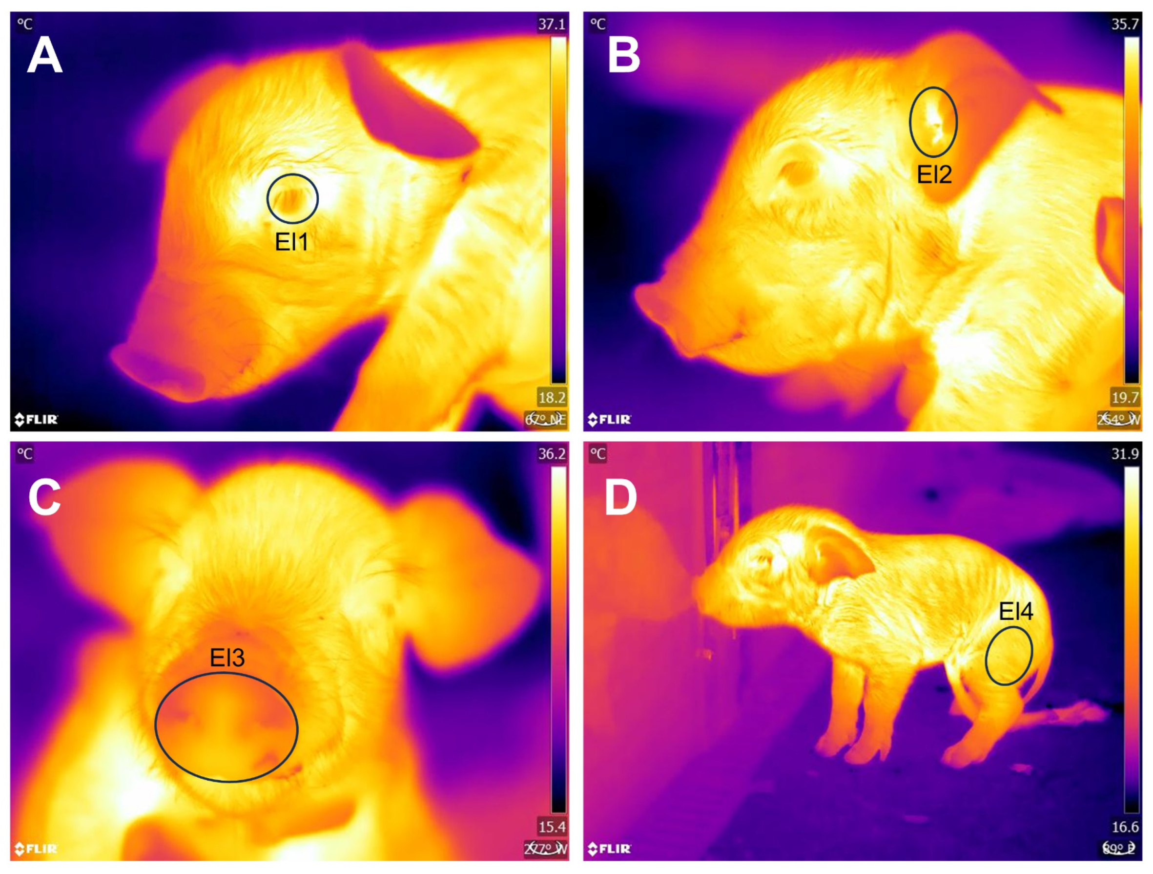 Animals 13 03491 g001