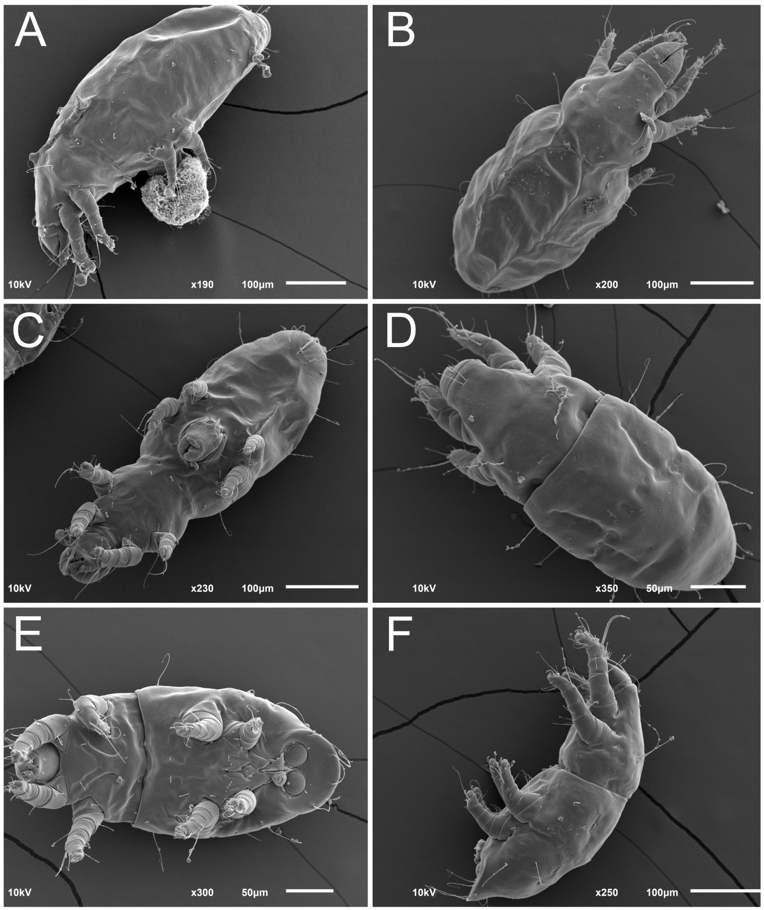 Animals 13 03546 g007