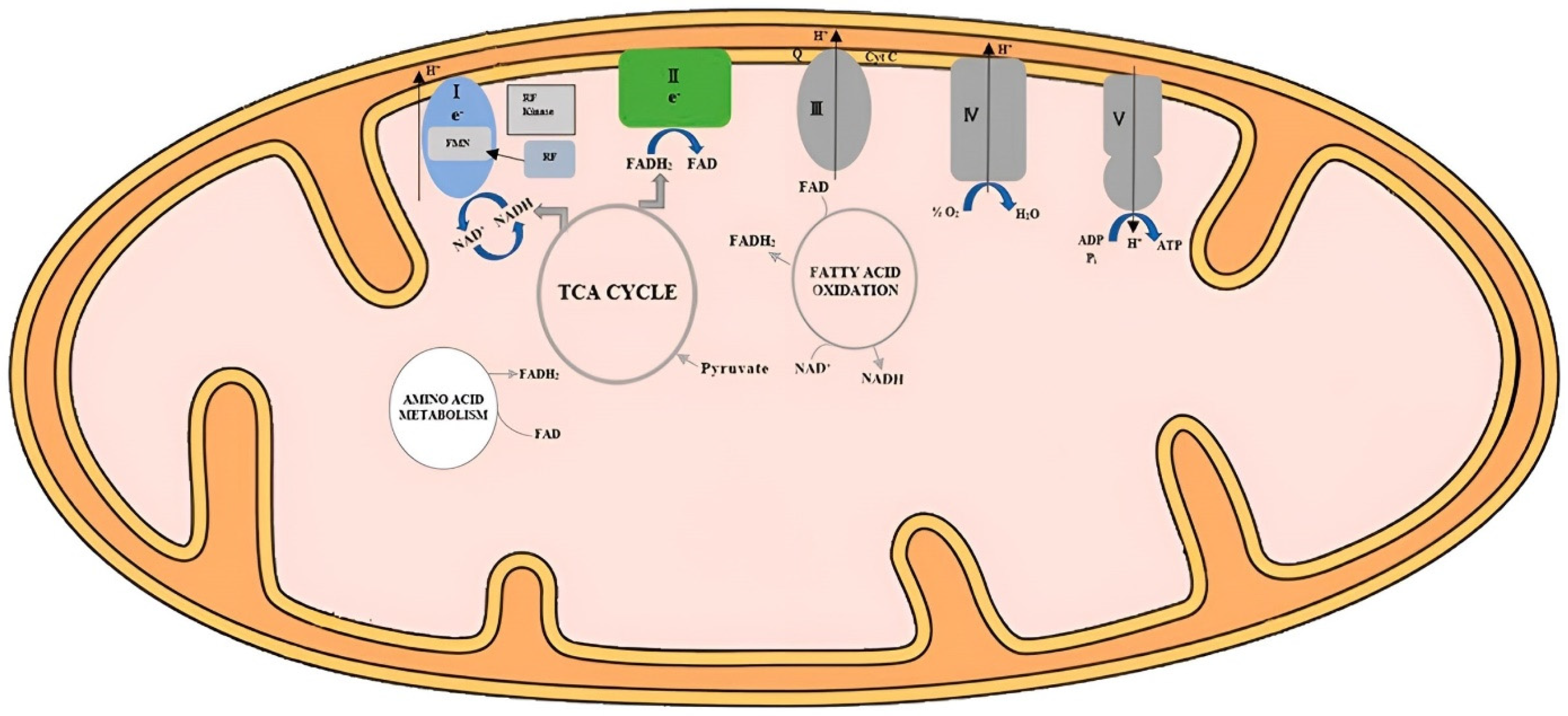 Animals 13 03554 g002