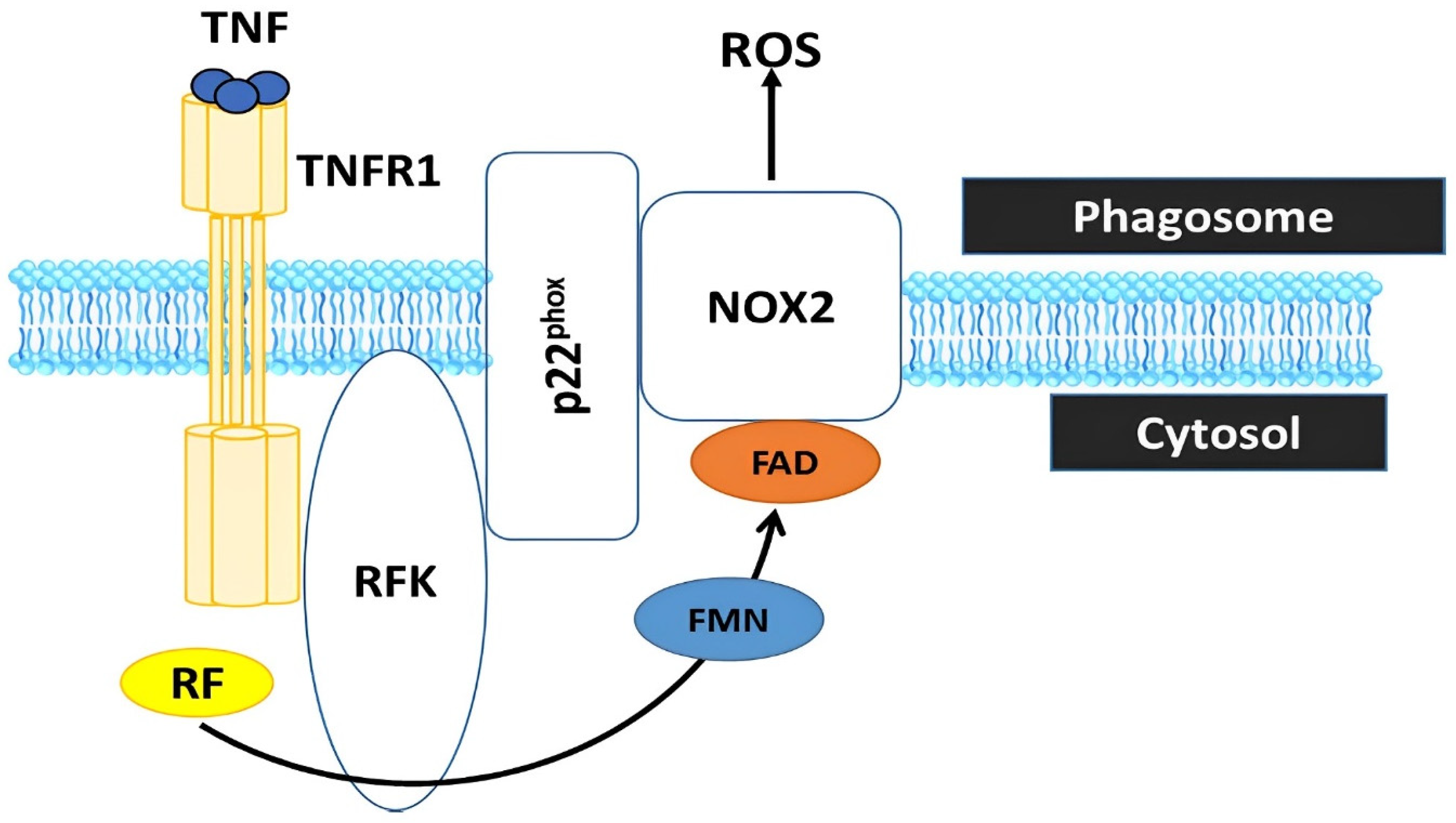 Animals 13 03554 g005