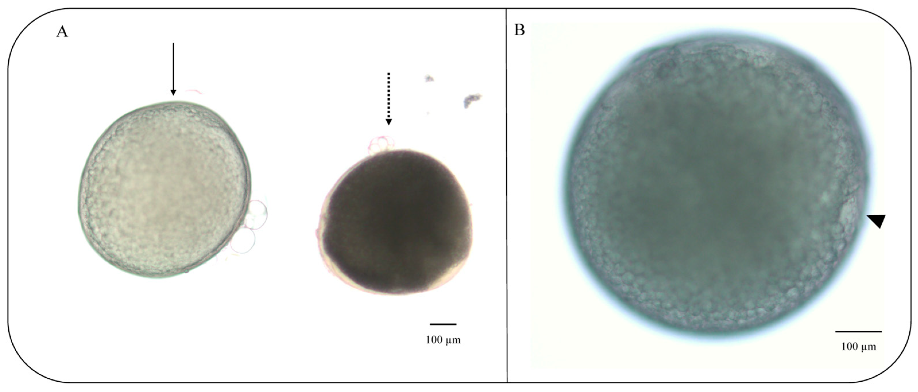 Animals 13 03563 g004