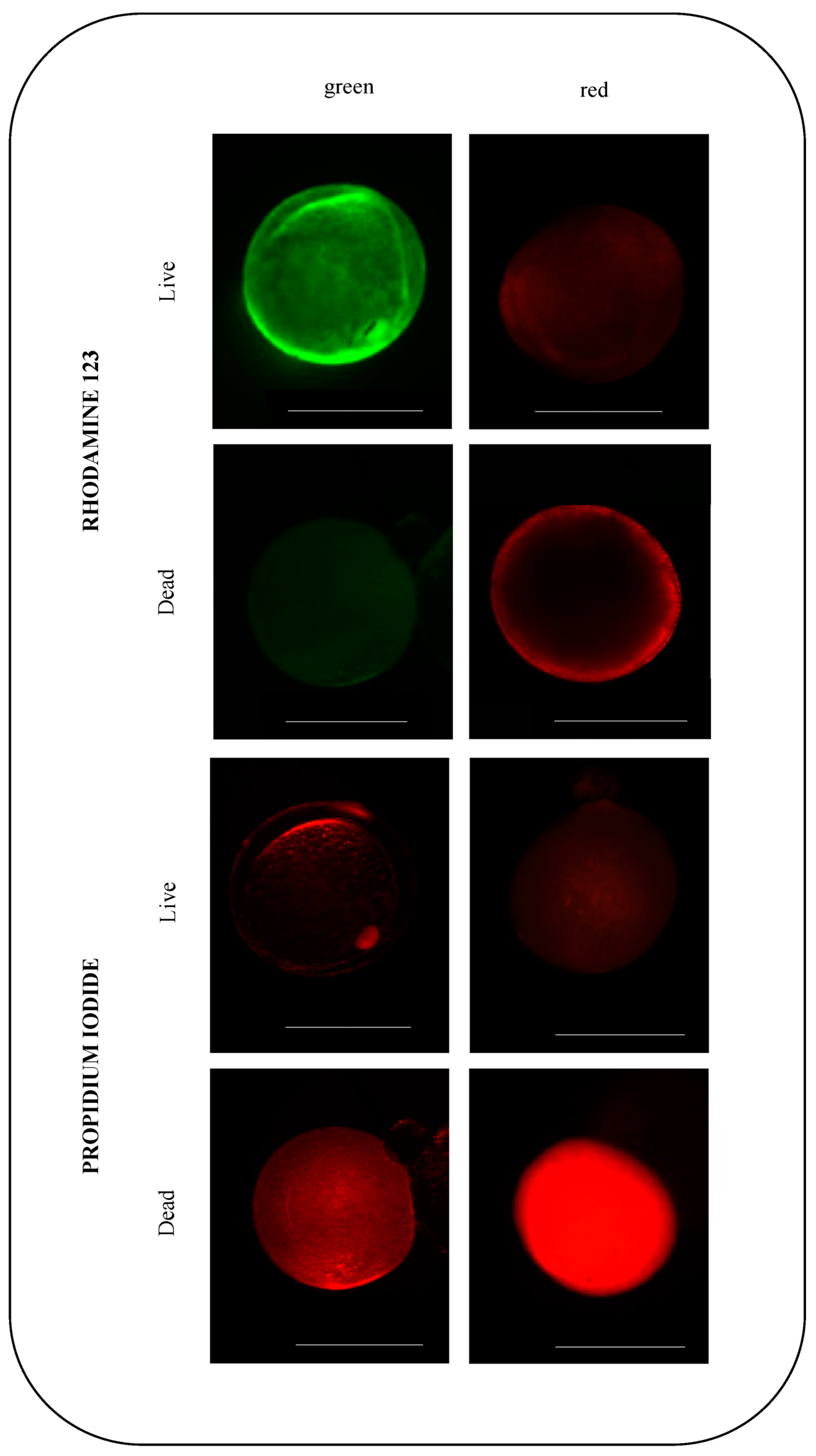 Animals 13 03563 g005