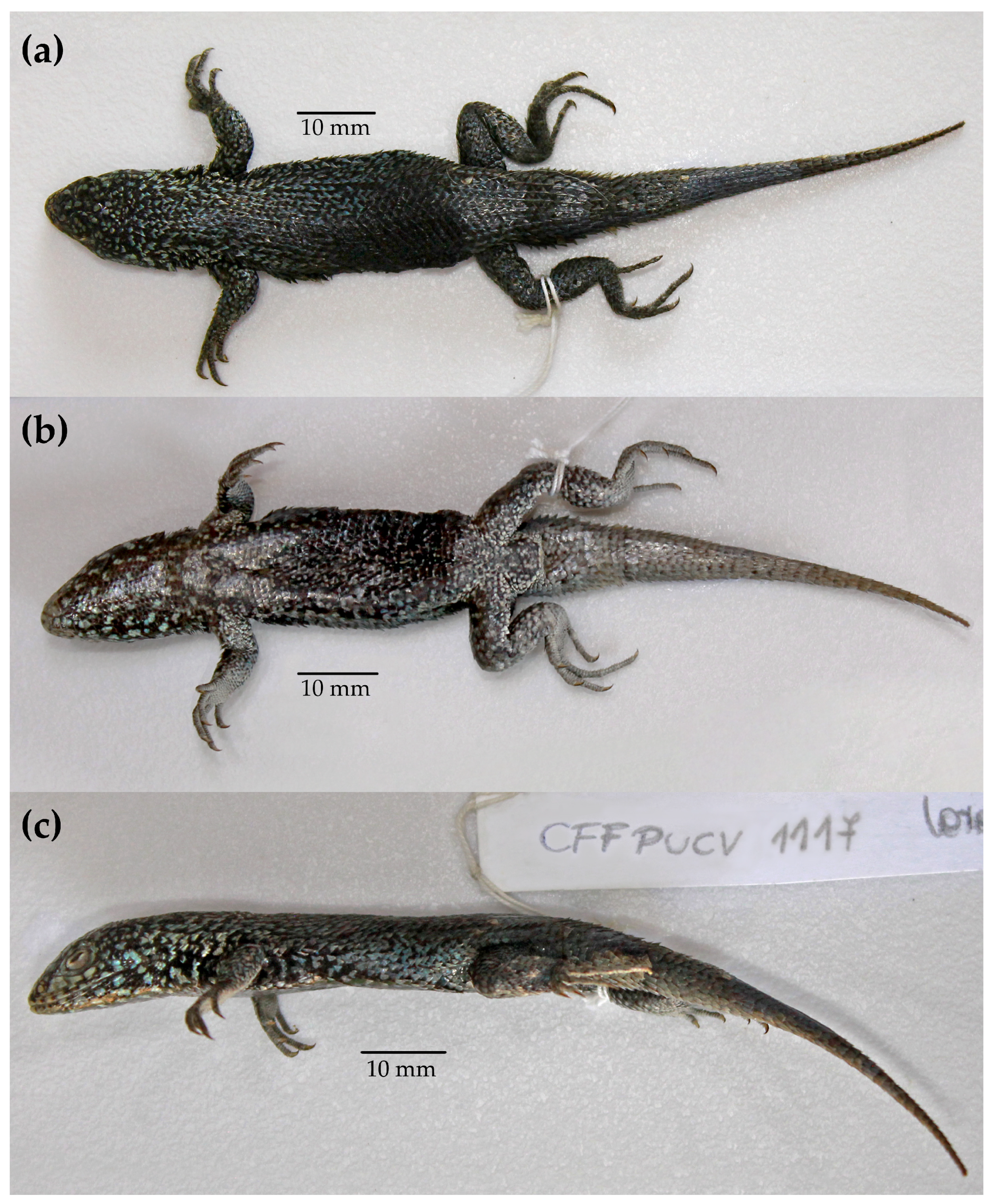 Animals 13 03576 g006