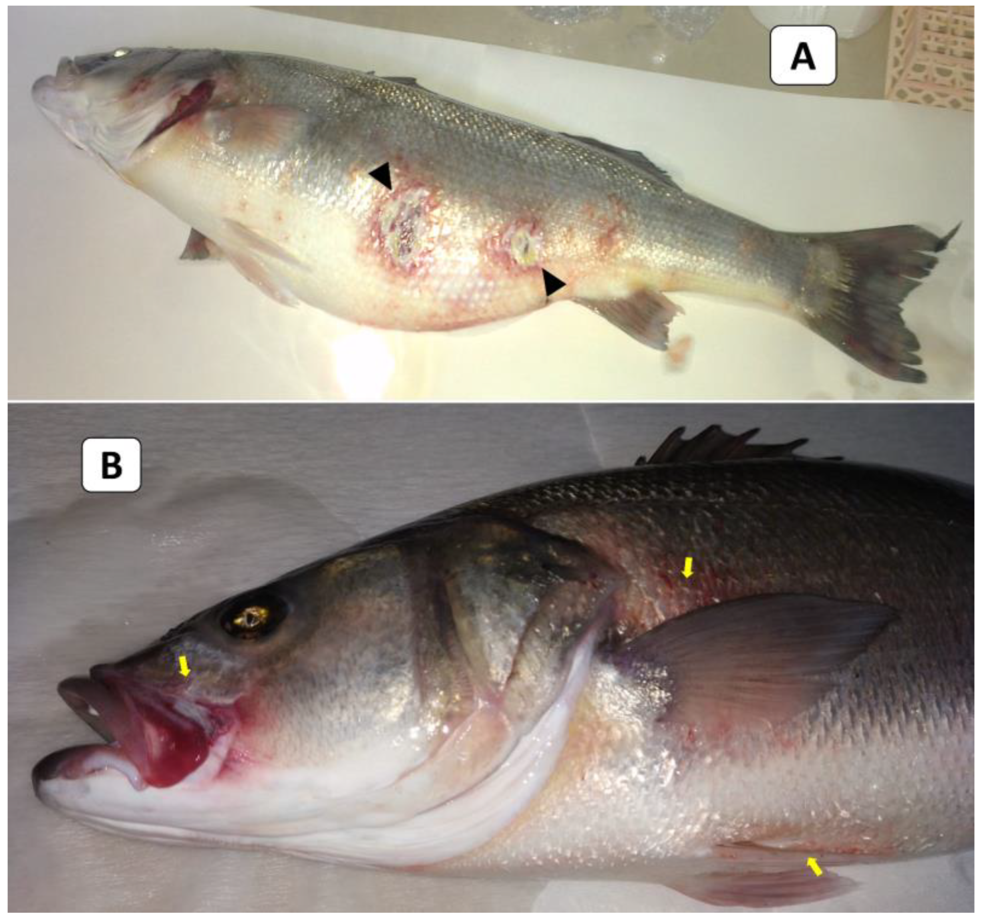 Animals 13 03580 g001