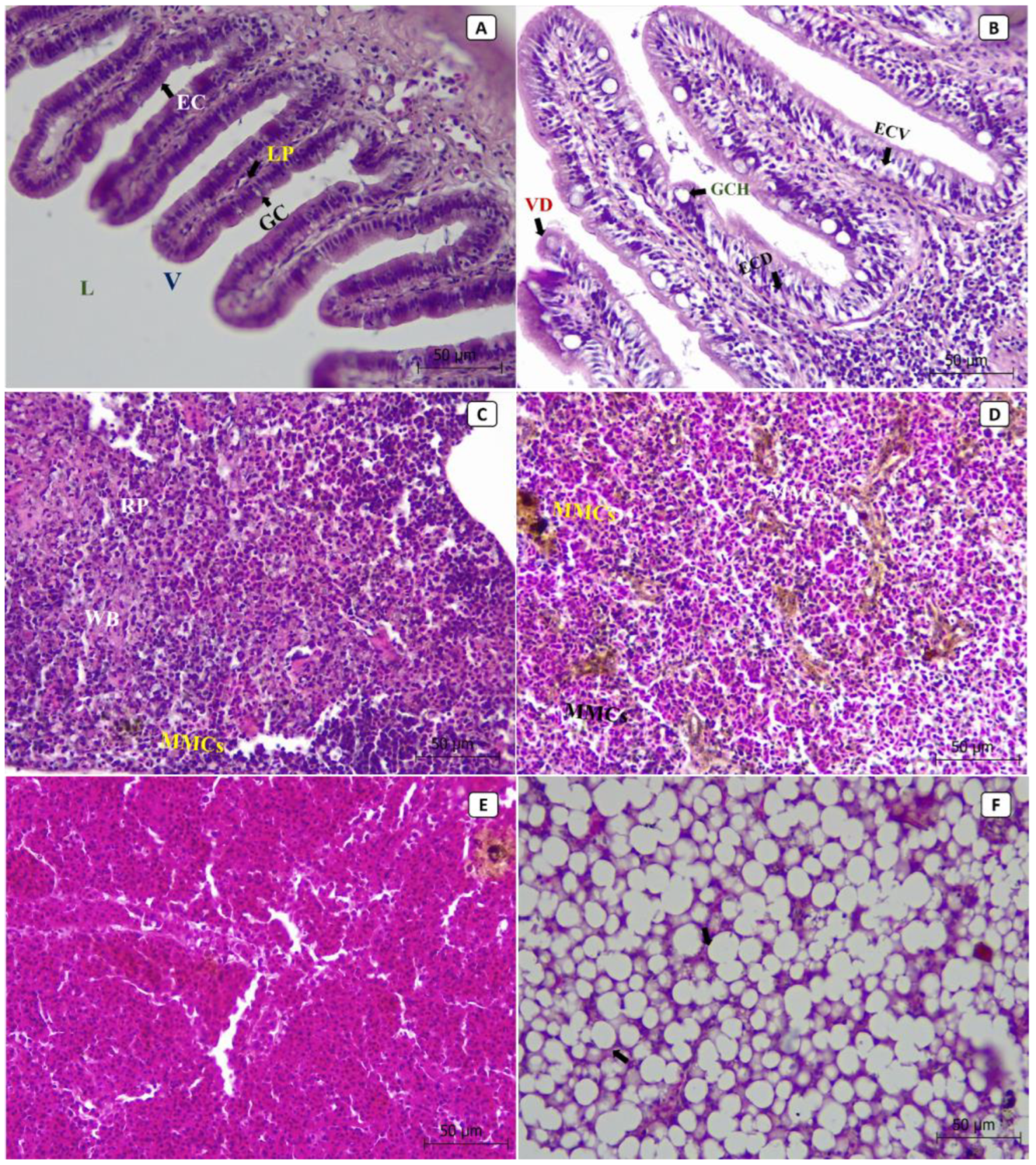 Animals 13 03580 g003