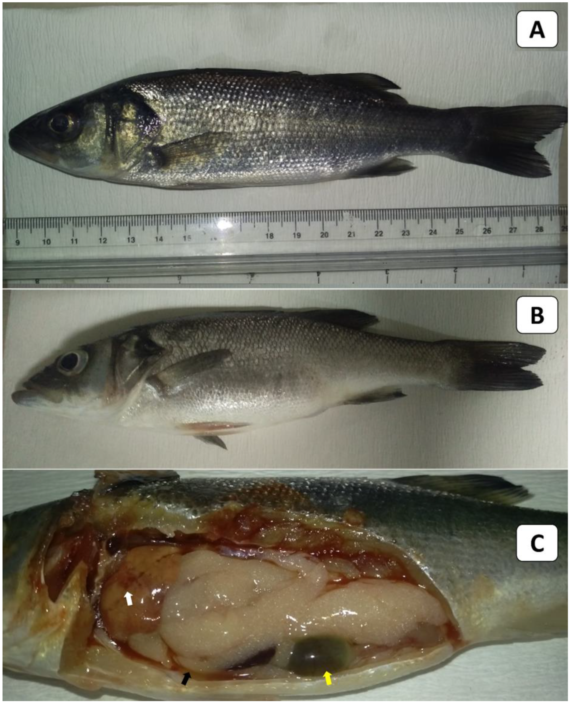 Animals 13 03580 g004