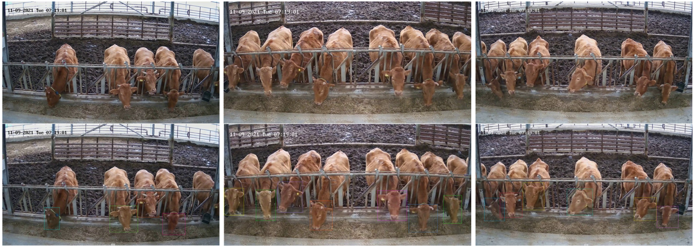 Animals 13 03588 g003