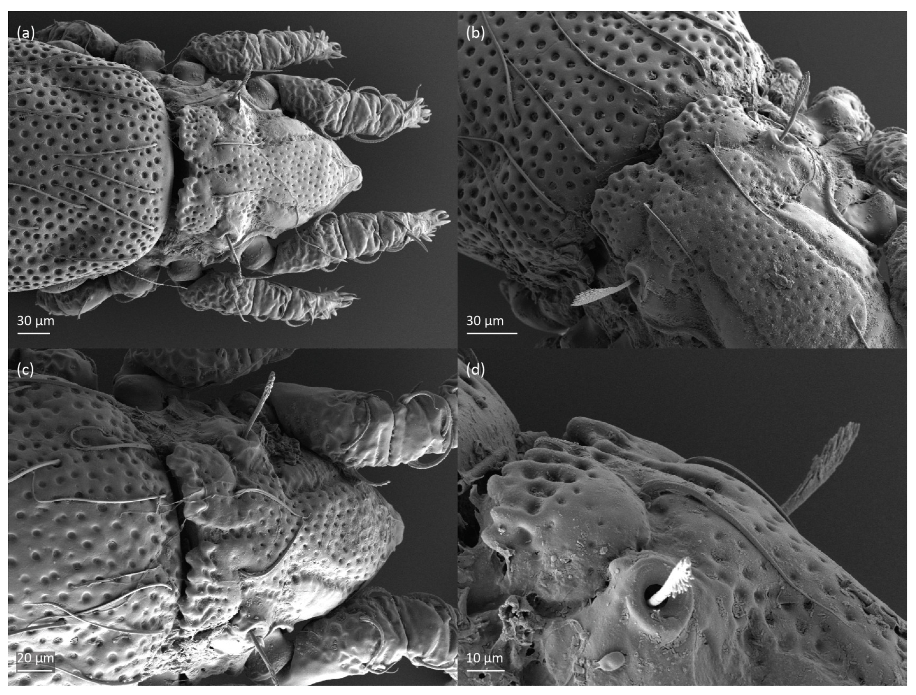 Animals 13 03590 g005