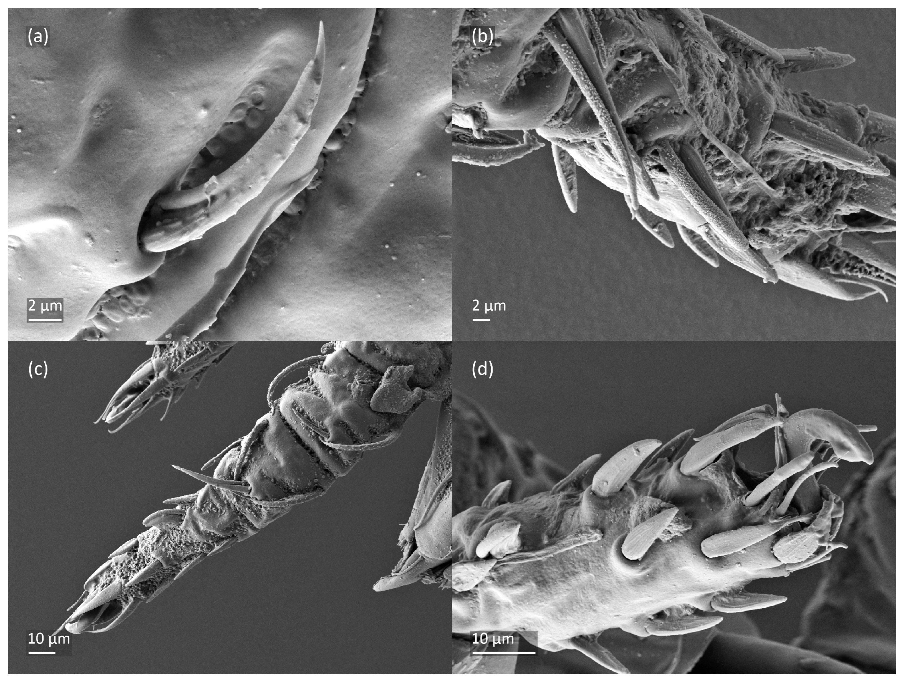 Animals 13 03590 g011