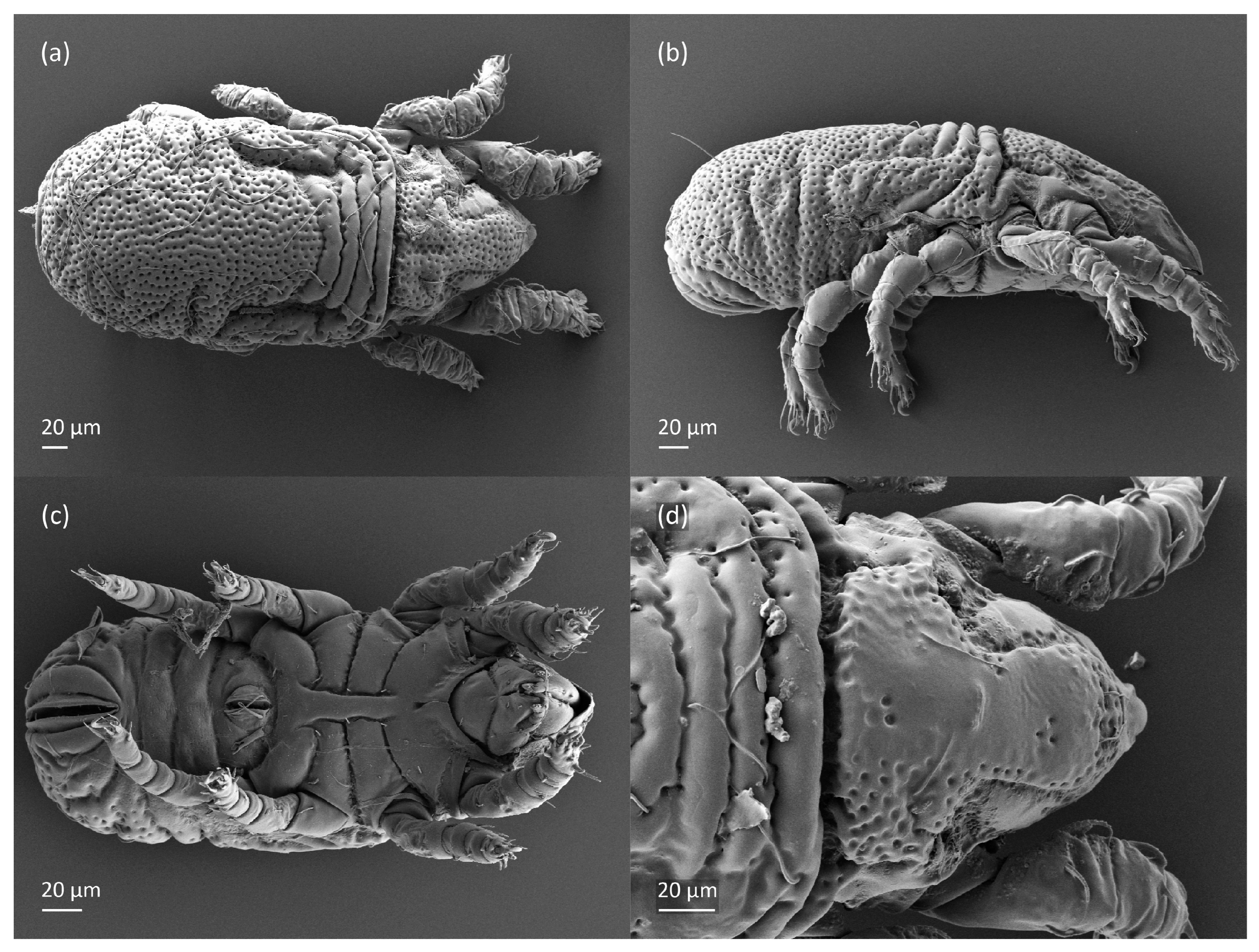 Animals 13 03590 g018