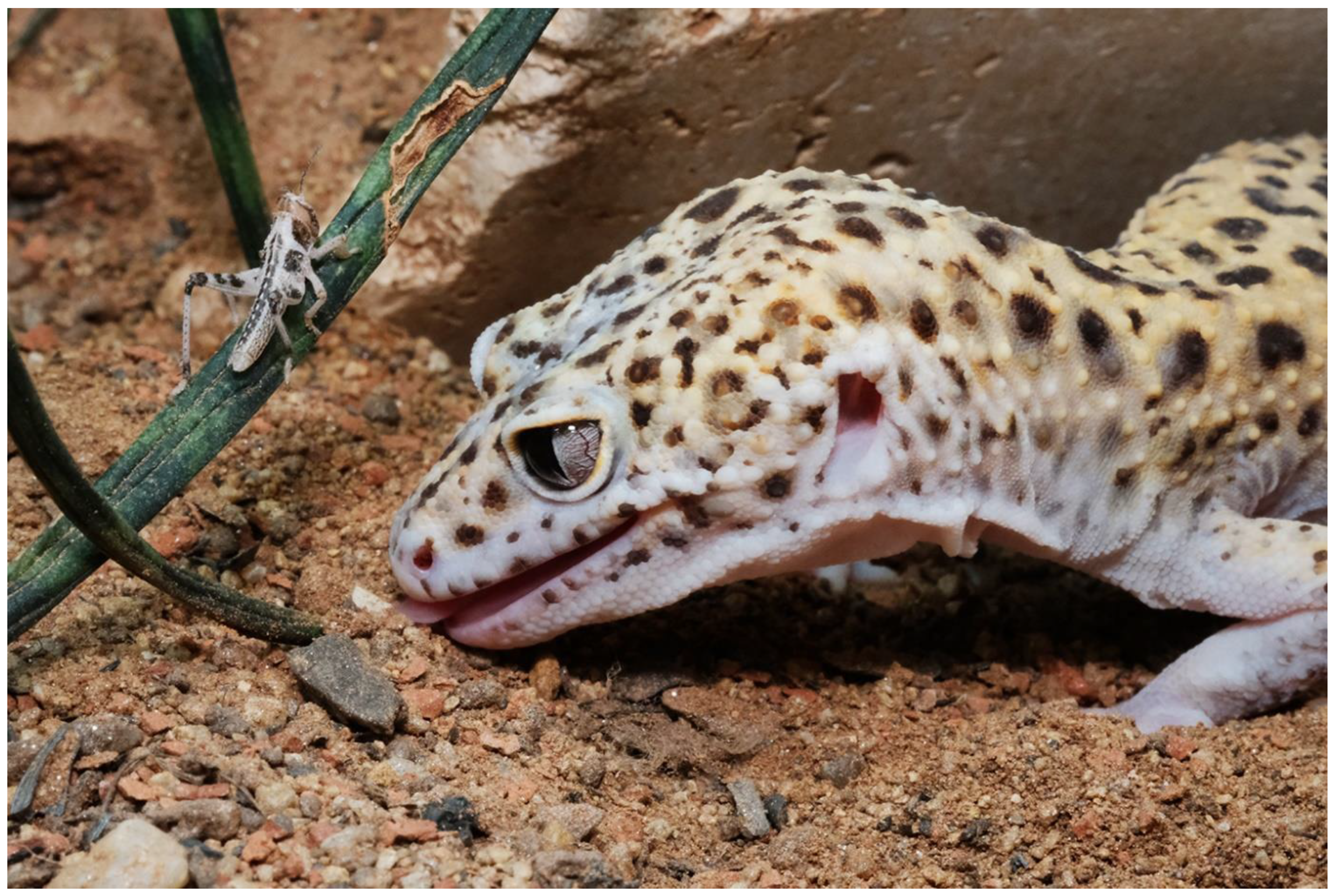 Animals 13 03595 g005