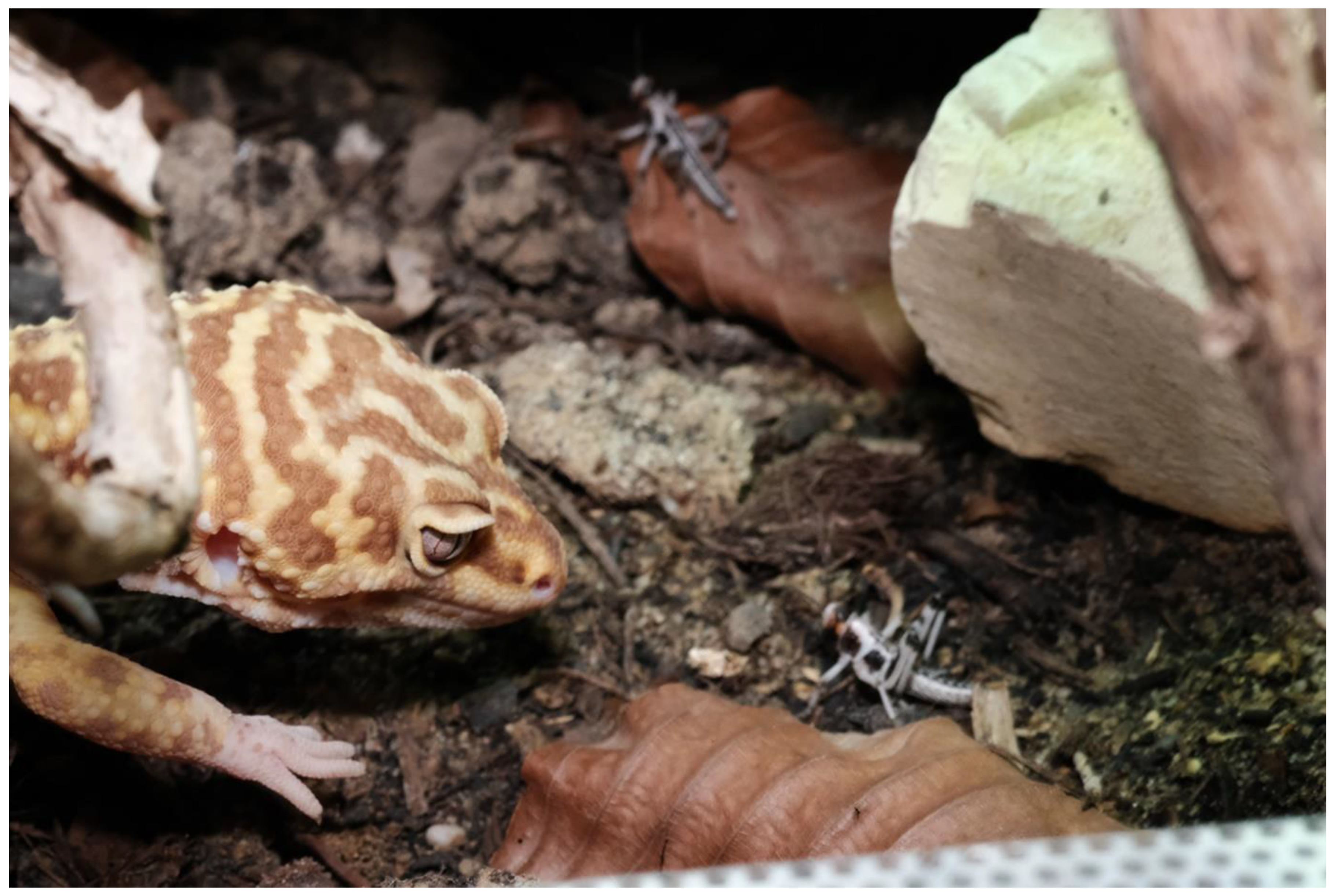 Animals 13 03595 g006