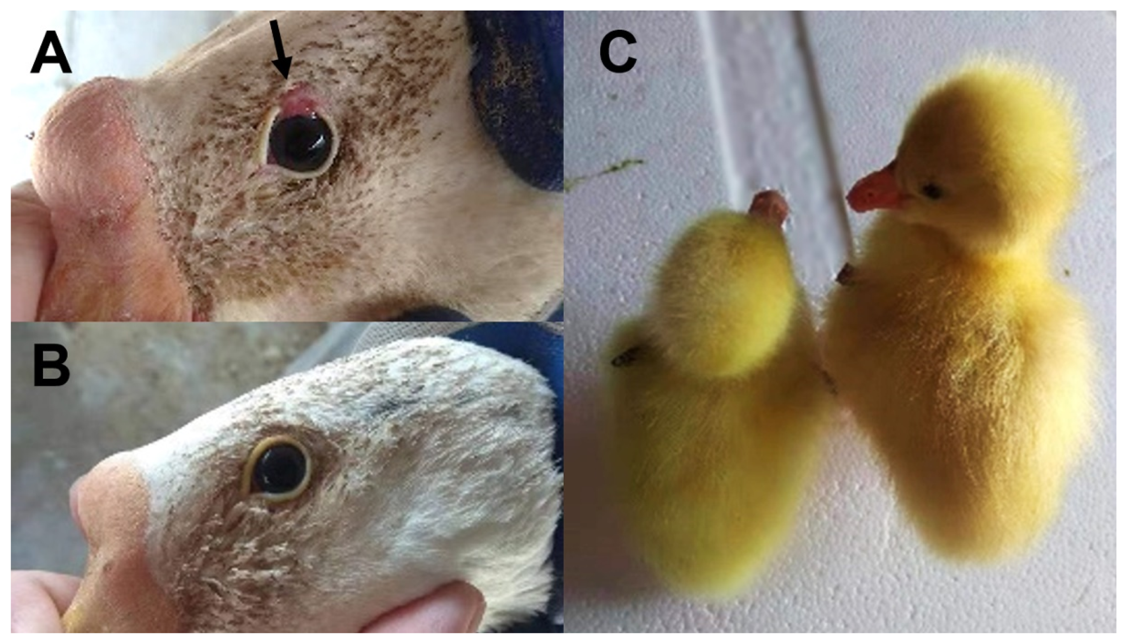 Animals 13 03608 g001