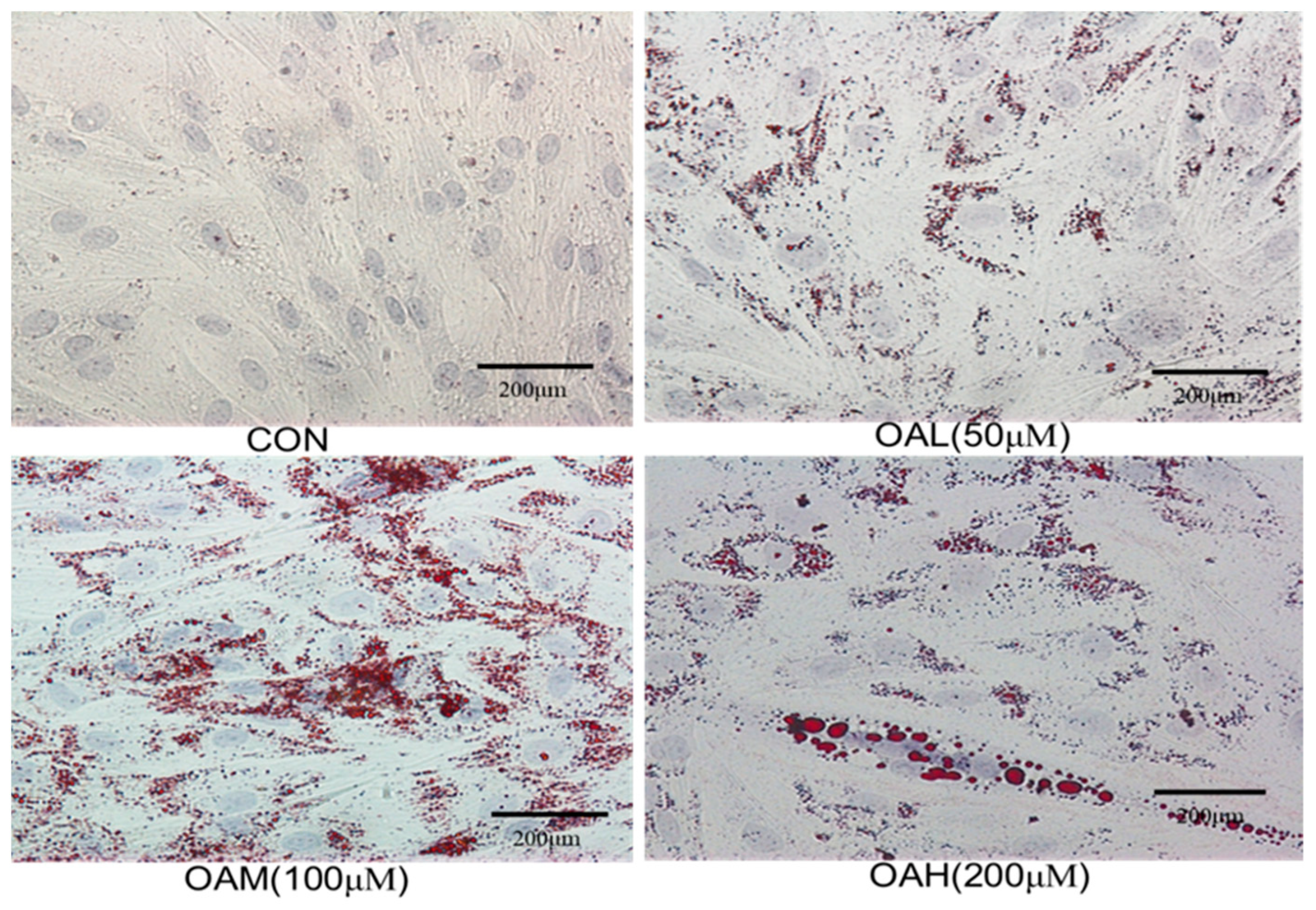 Animals 13 03618 g002