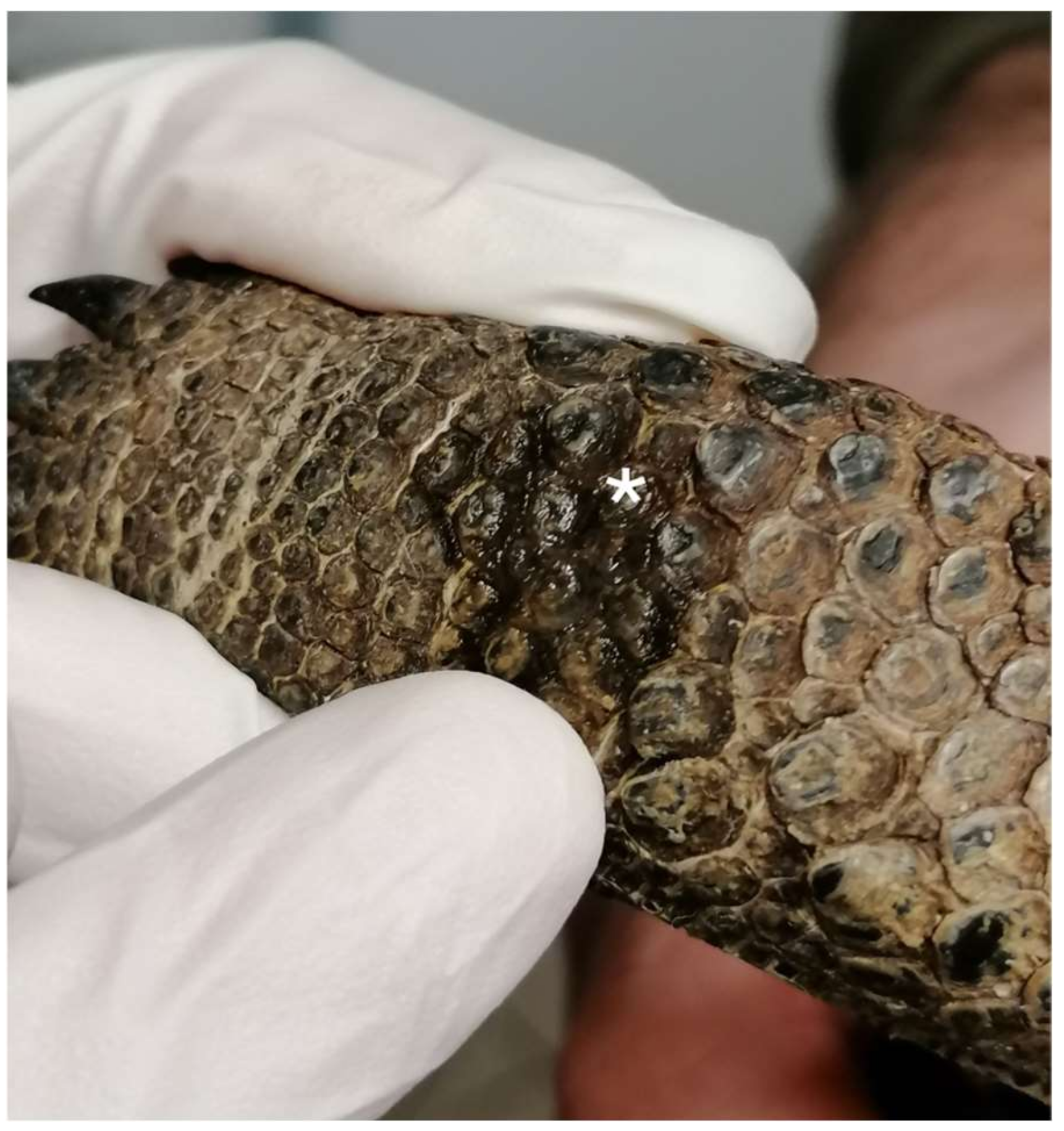 Animals 13 03626 g002