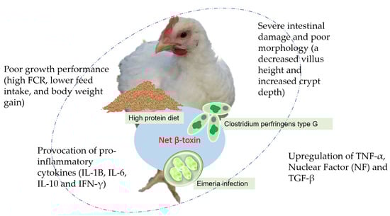 Animals 13 03643 g001