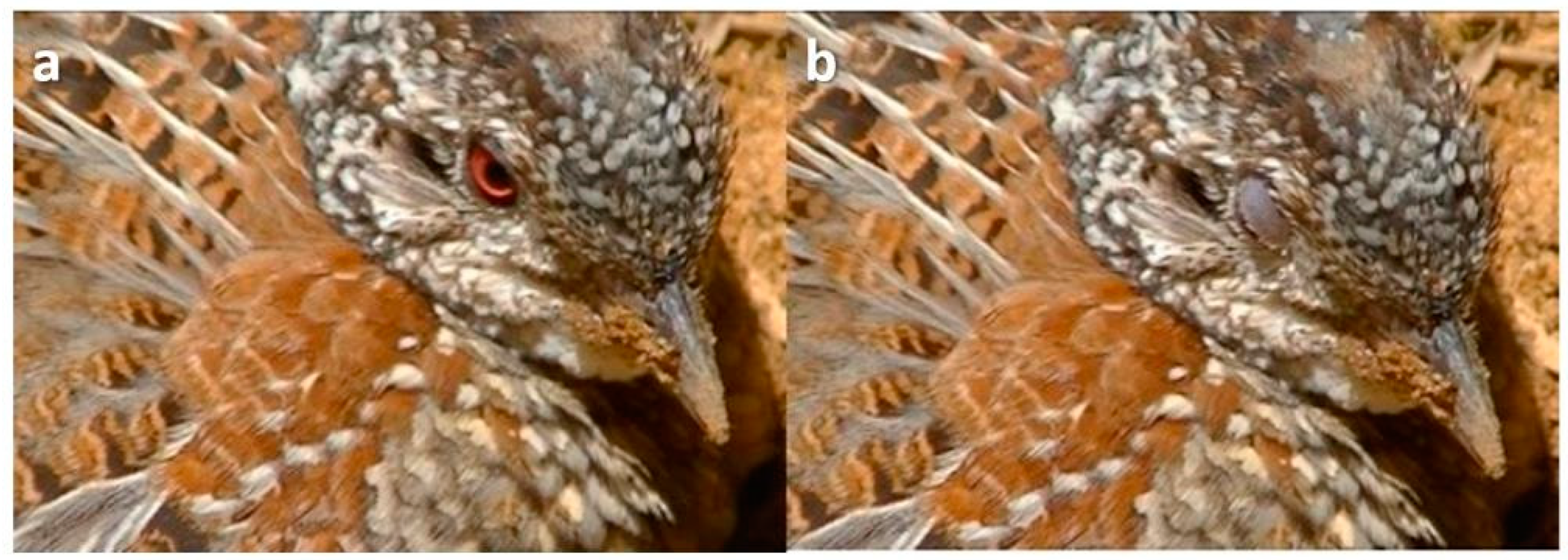 Animals 13 03656 g006 Animals 13 03656 g006