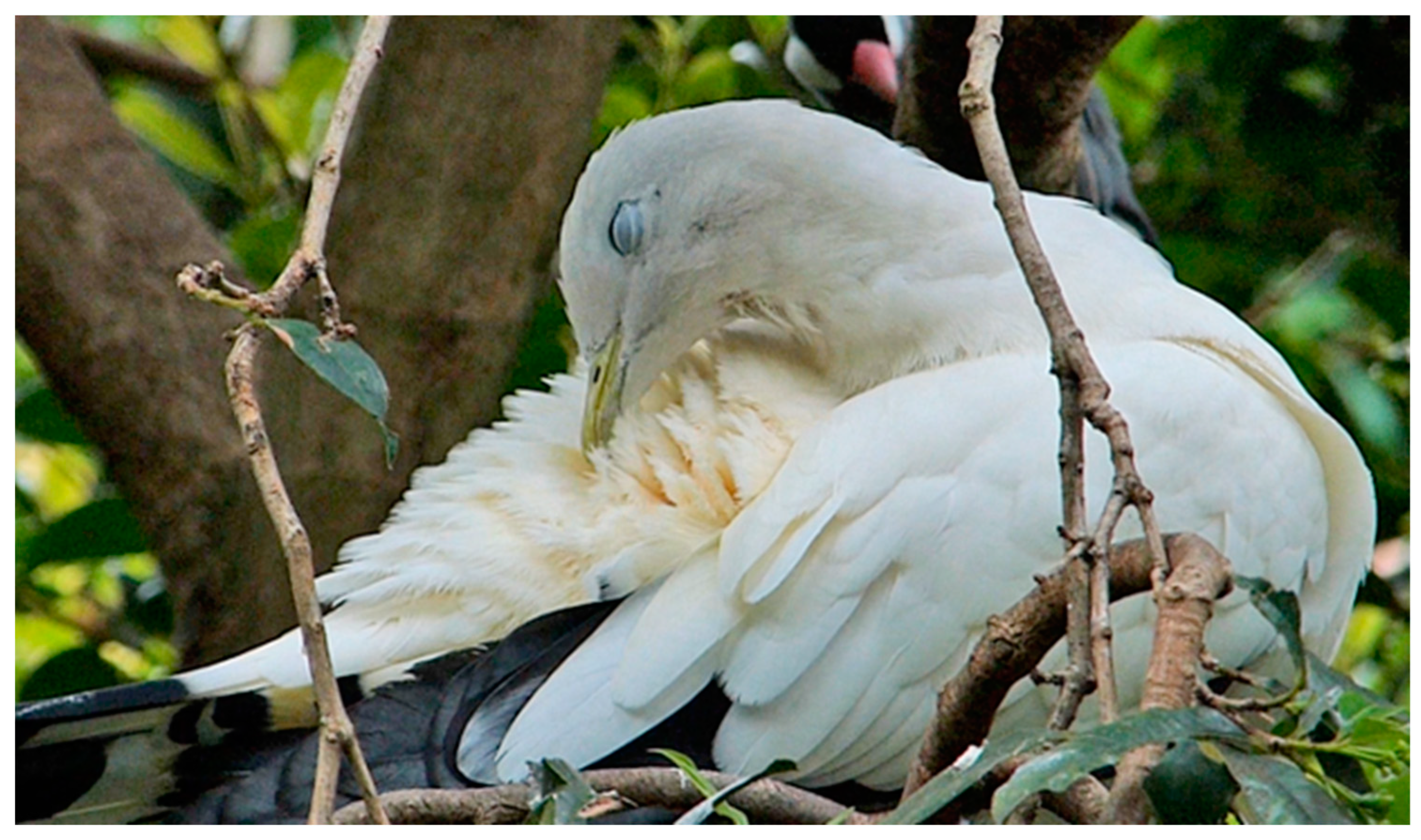 Animals 13 03656 g007 Animals 13 03656 g007