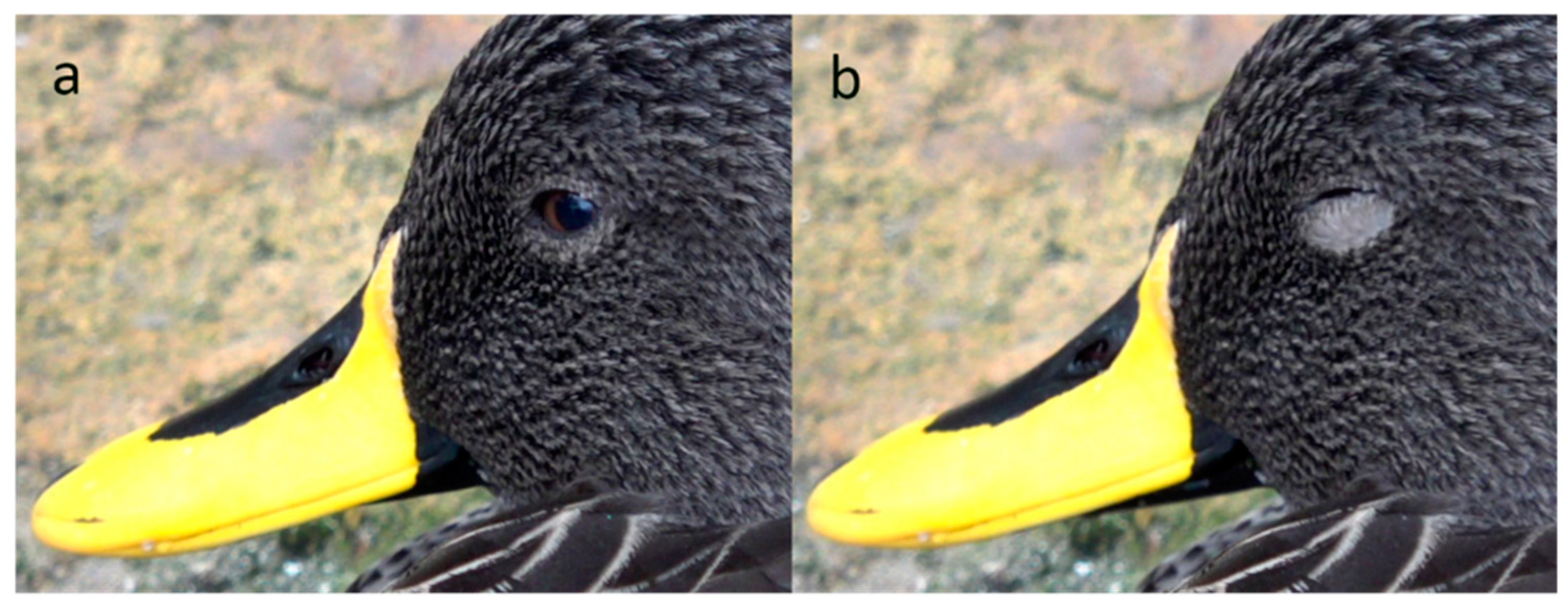 Animals 13 03656 g008 Animals 13 03656 g008