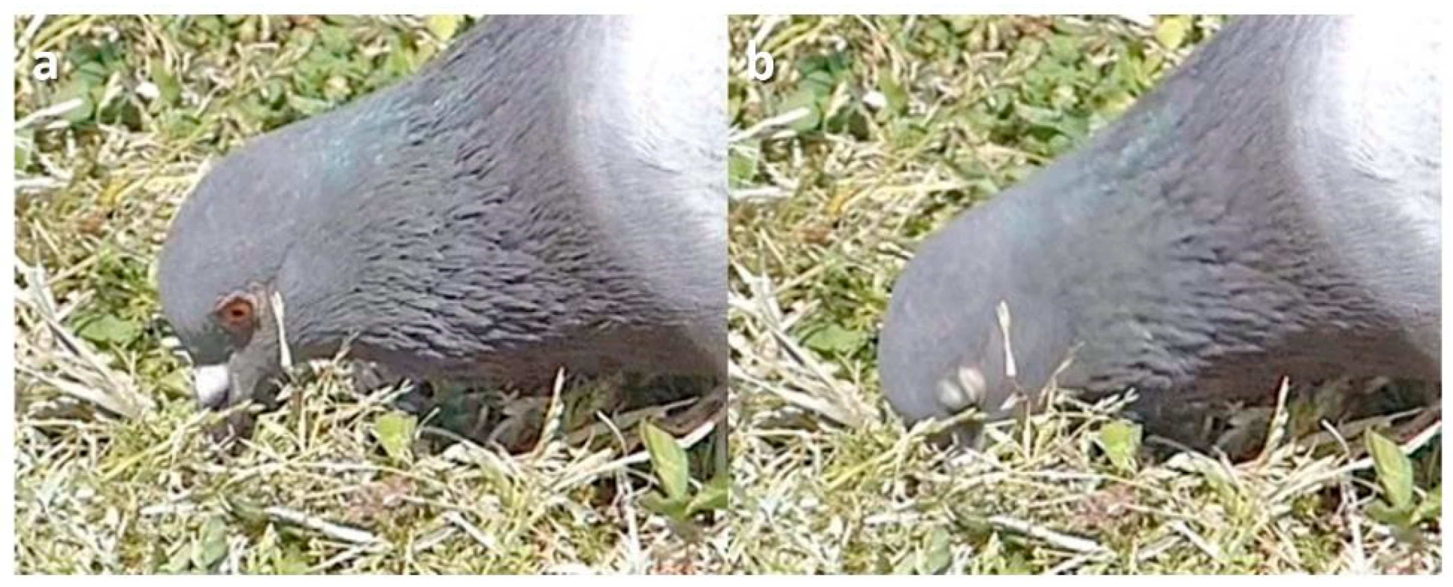 Animals 13 03656 g010 Animals 13 03656 g010