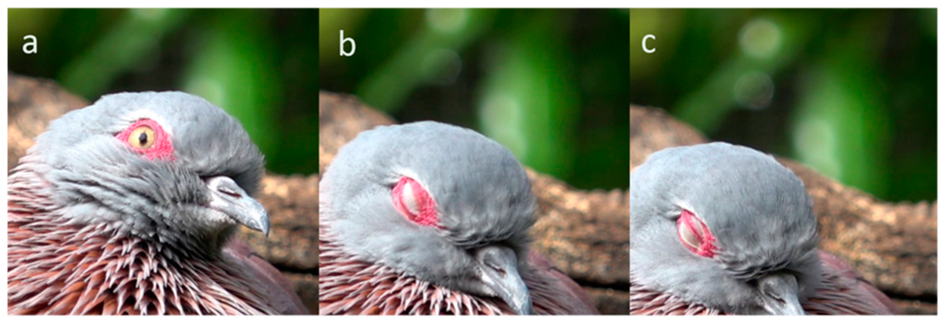 Animals 13 03656 g011 Animals 13 03656 g011