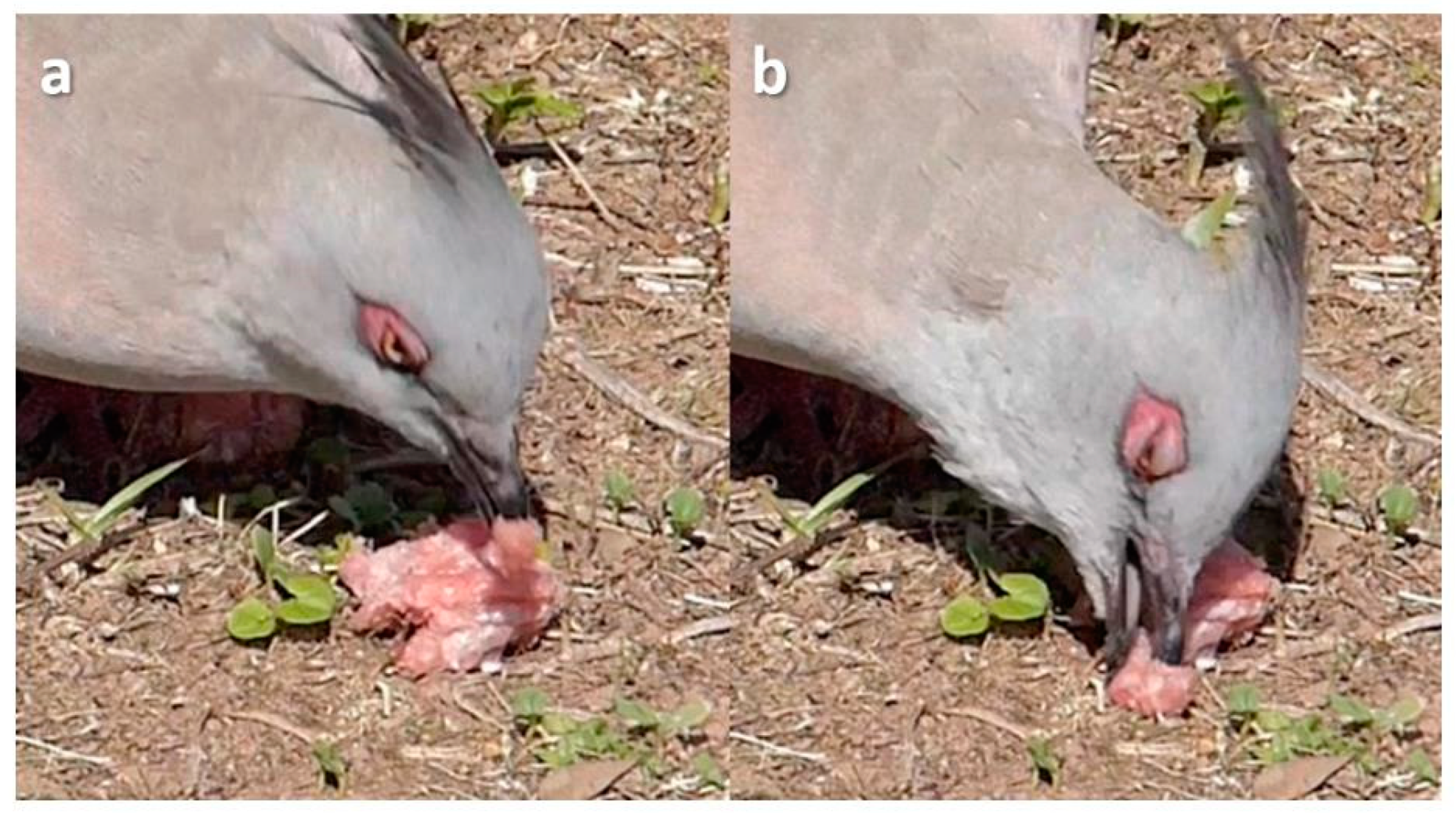 Animals 13 03656 g012 Animals 13 03656 g012