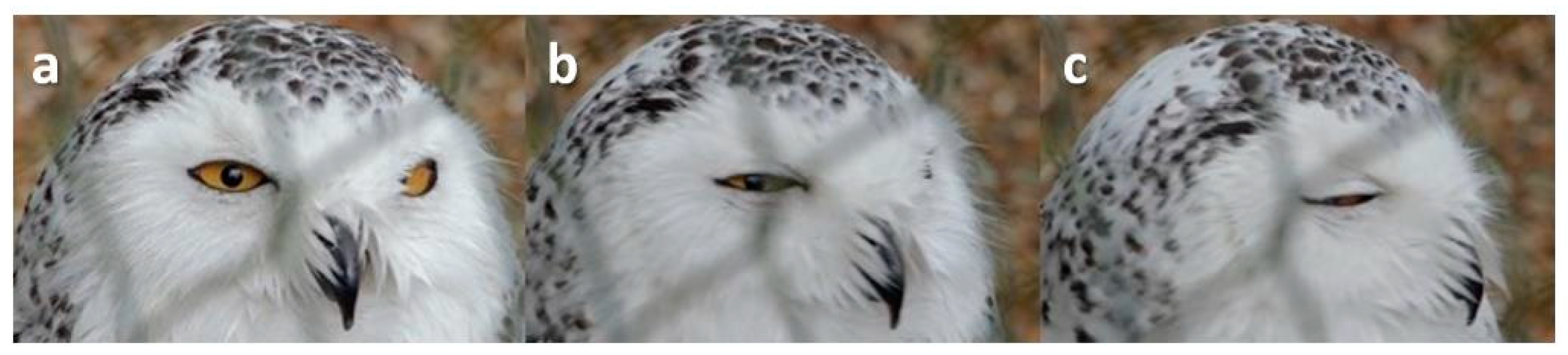 Animals 13 03656 g013 Animals 13 03656 g013