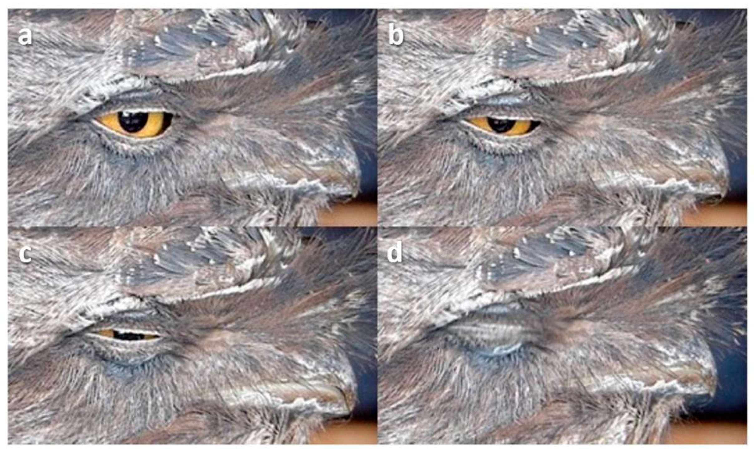 Animals 13 03656 g014 Animals 13 03656 g014