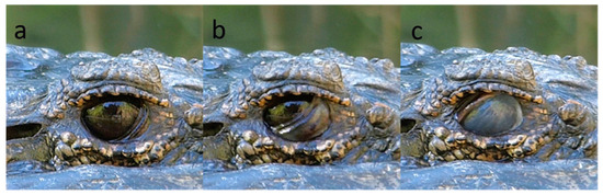 Animals 13 03656 g016