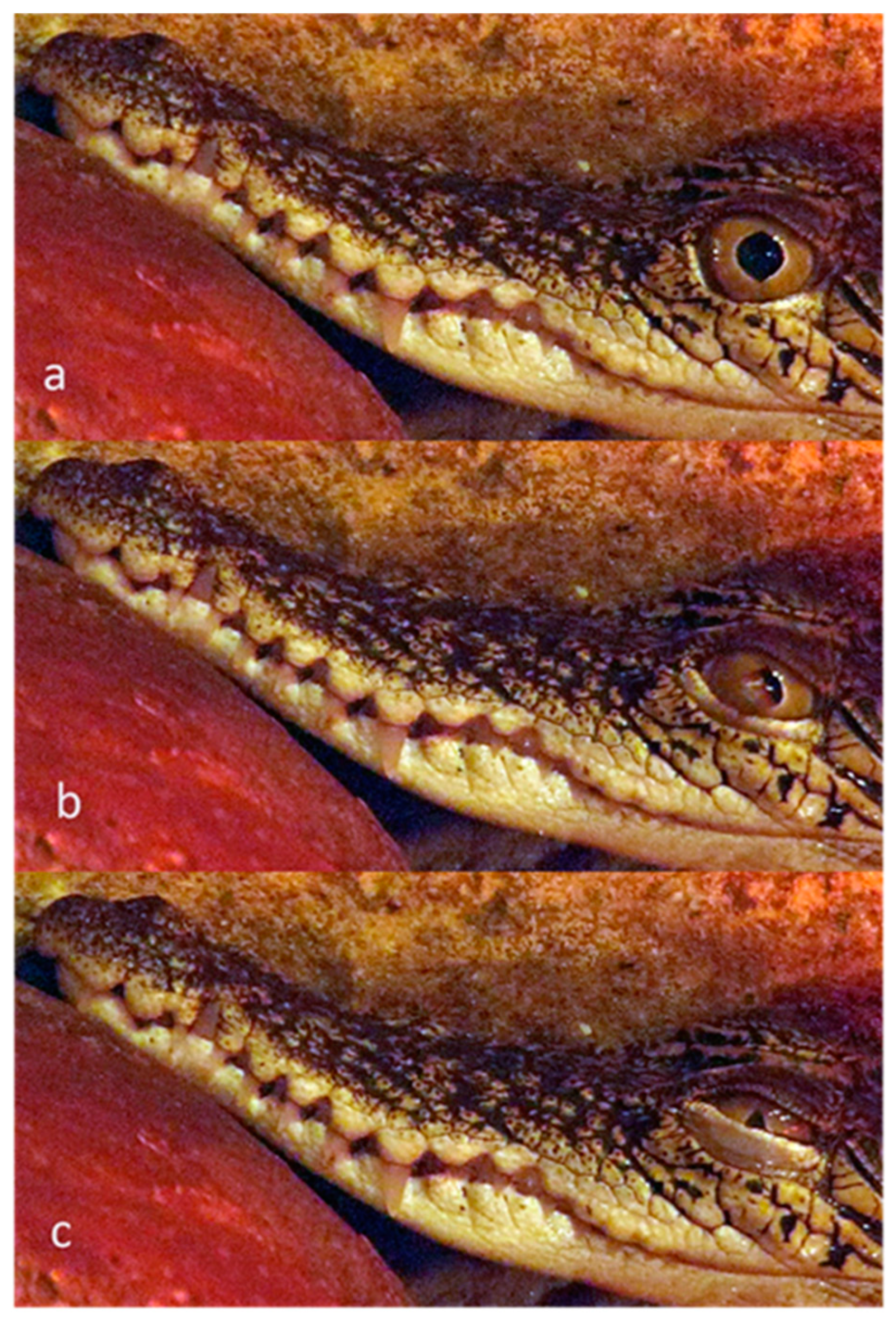 Animals 13 03656 g017 Animals 13 03656 g017