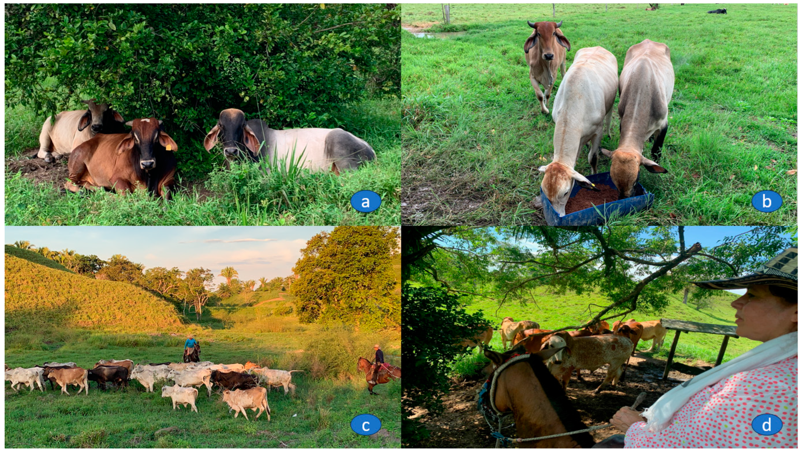 Animals 13 03659 g002