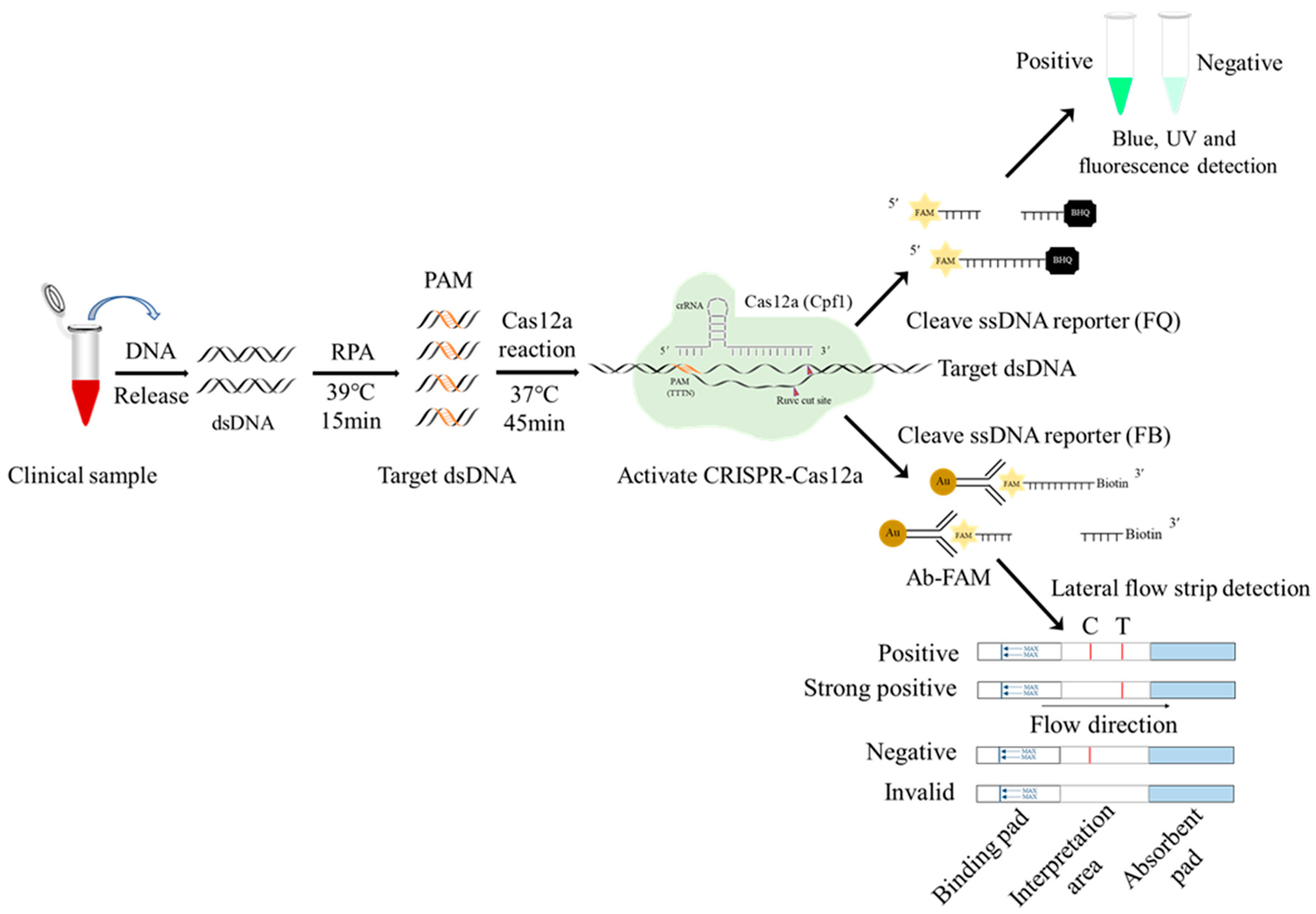 Animals 13 03712 g001