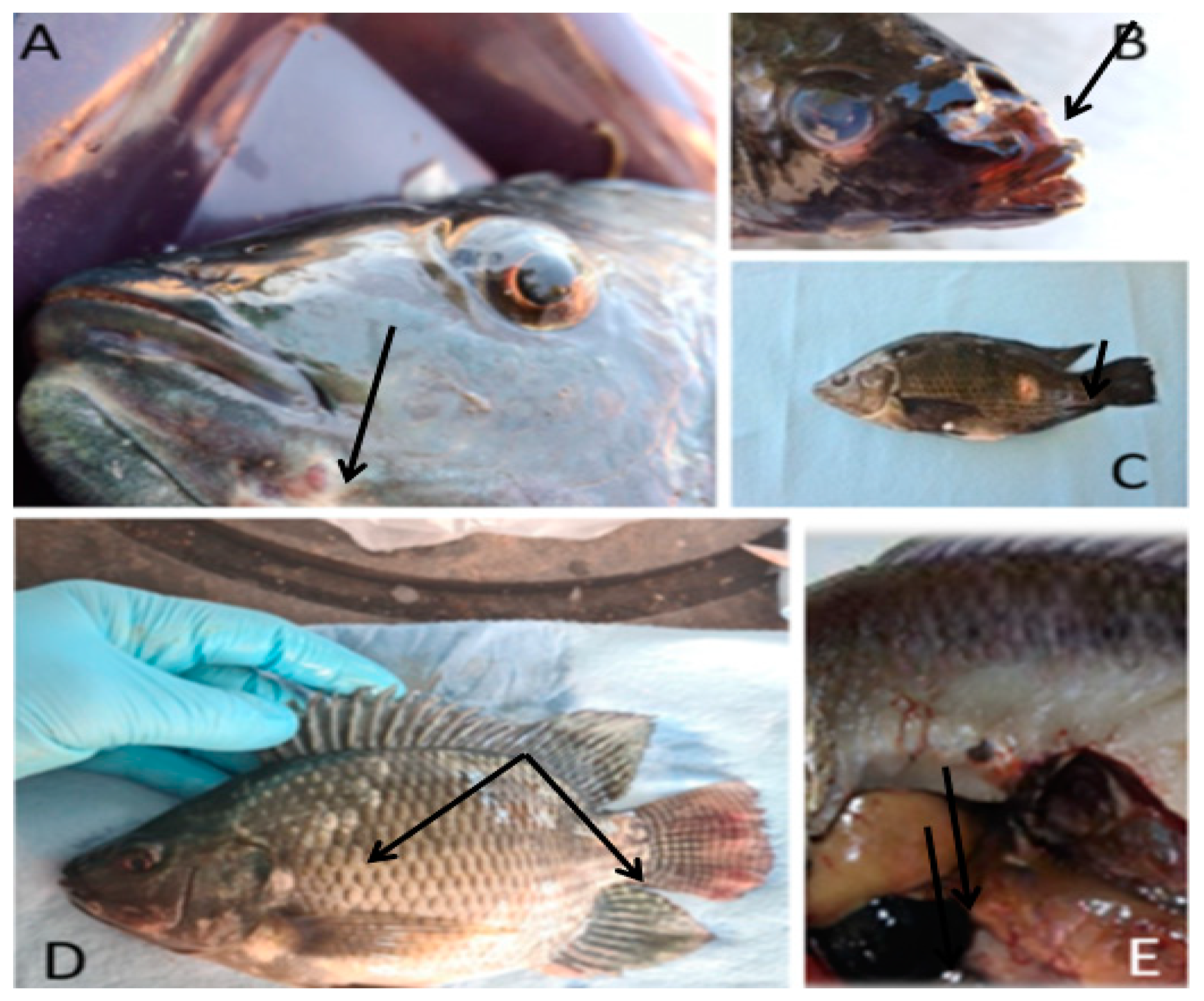 Animals 13 03715 g001