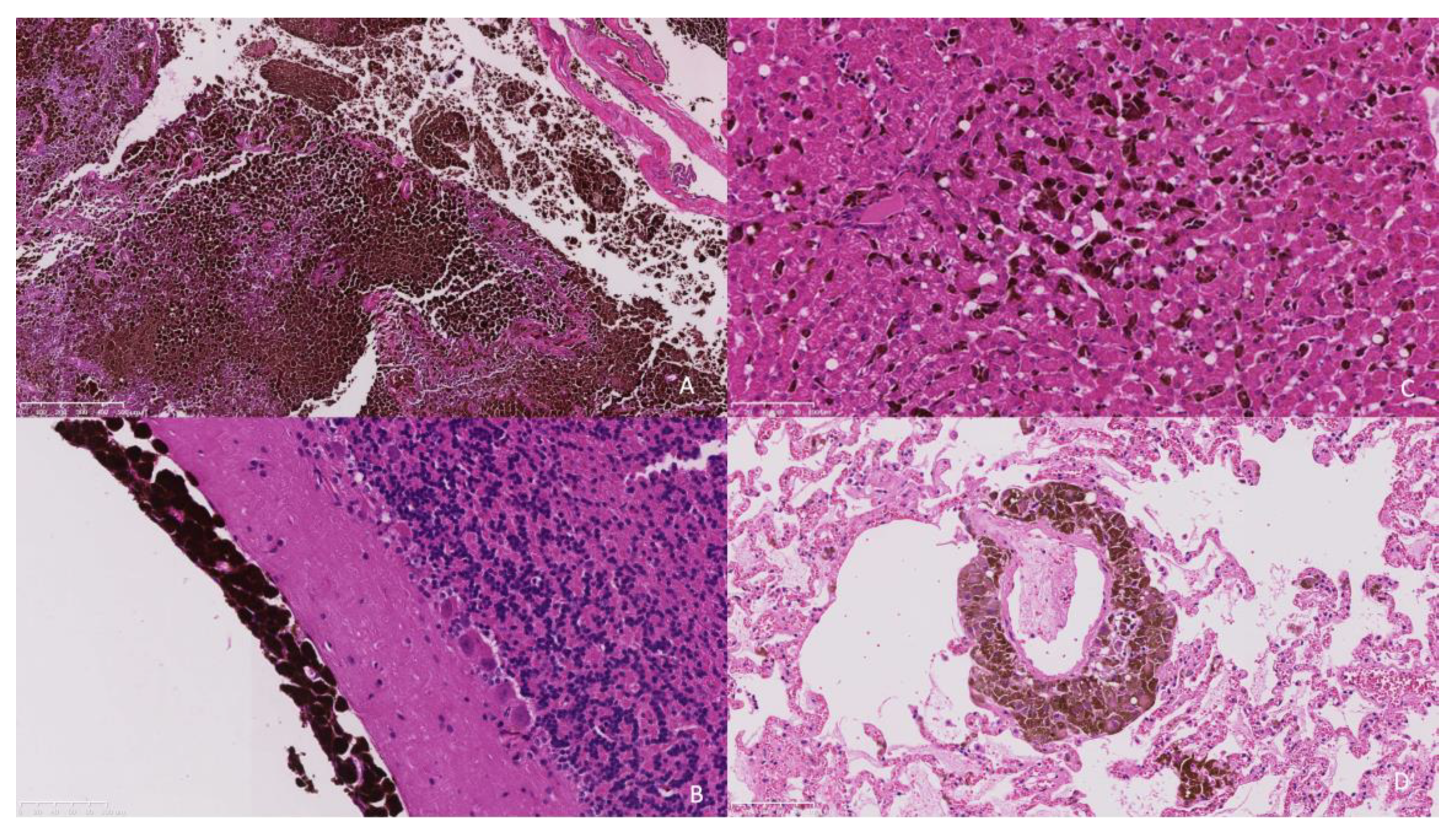 Animals 13 03751 g004