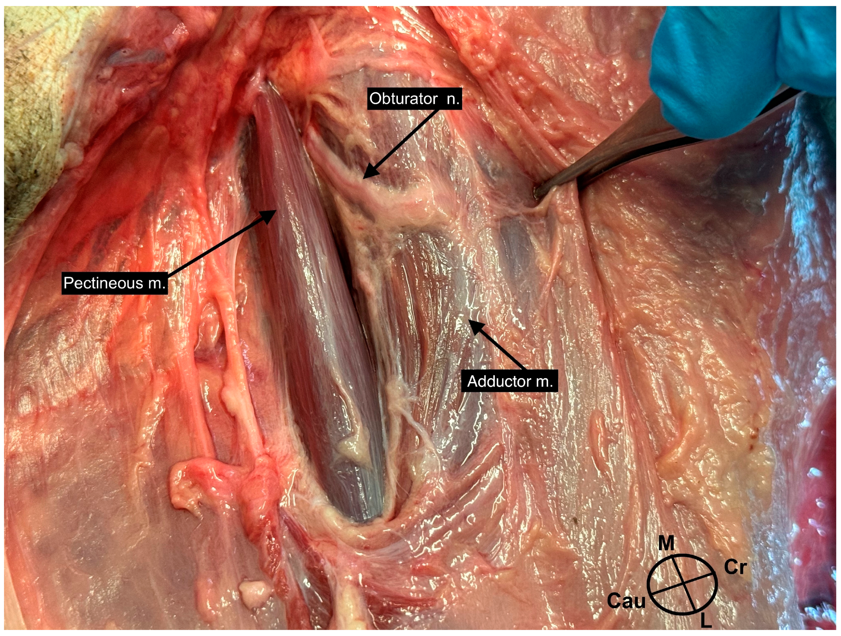 Animals 13 03792 g001