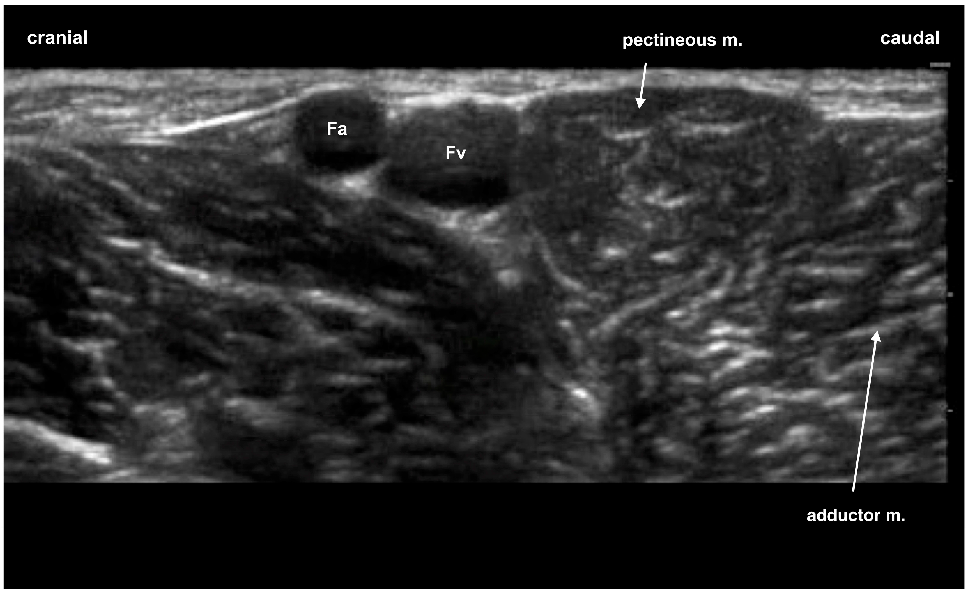 Animals 13 03792 g002