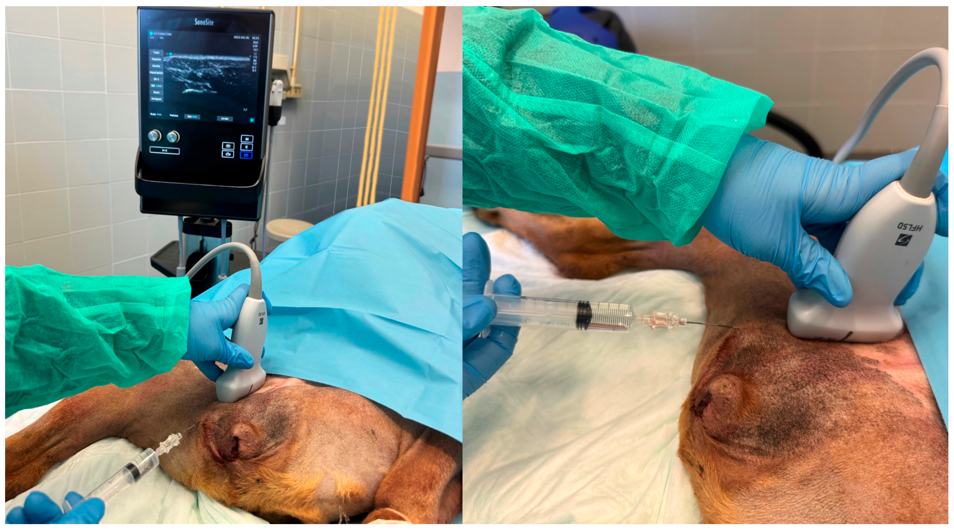 Animals 13 03792 g003