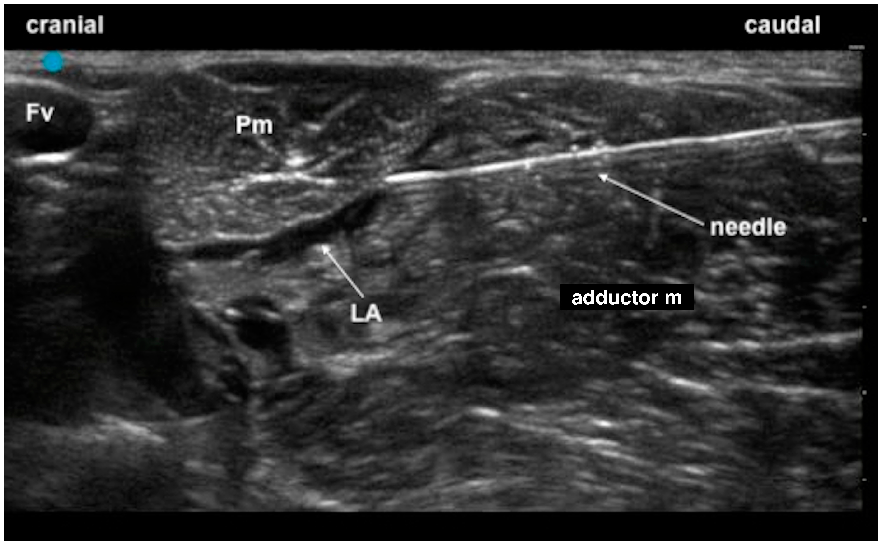 Animals 13 03792 g004