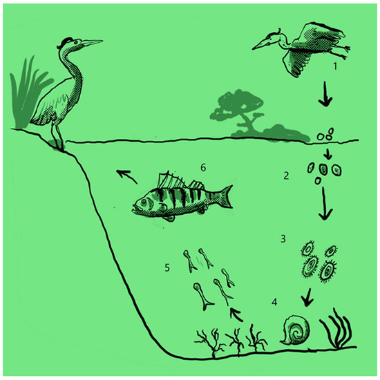 Animals 13 03793 g002