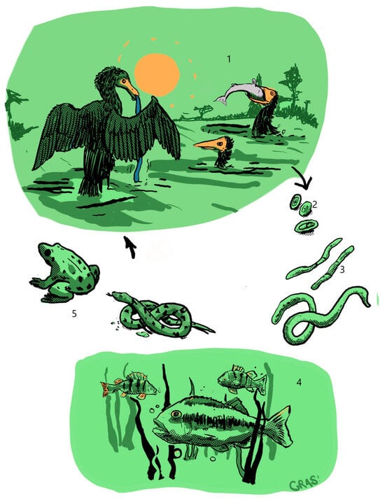 Animals 13 03793 g004