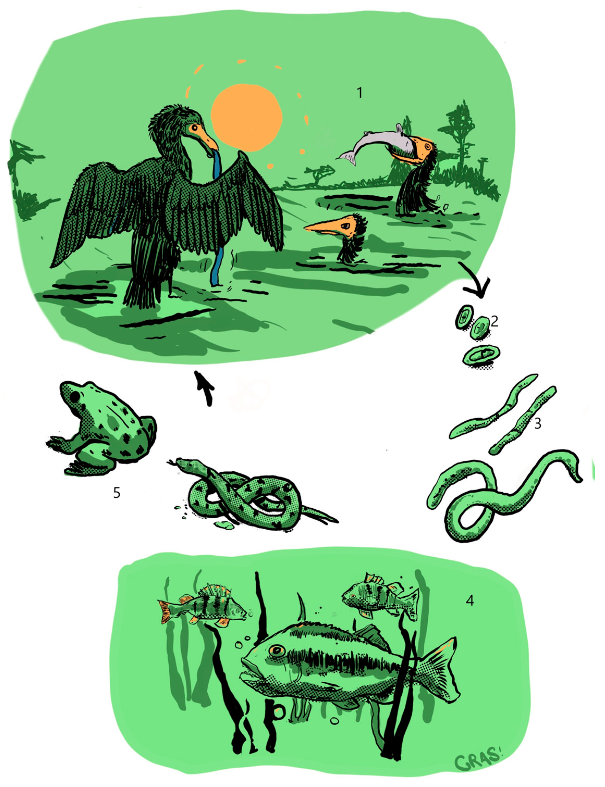 Animals 13 03793 g004 Animals 13 03793 g004