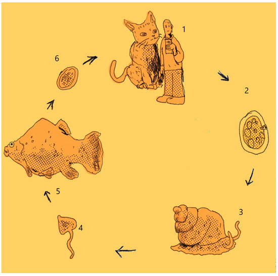 Animals 13 03793 g005