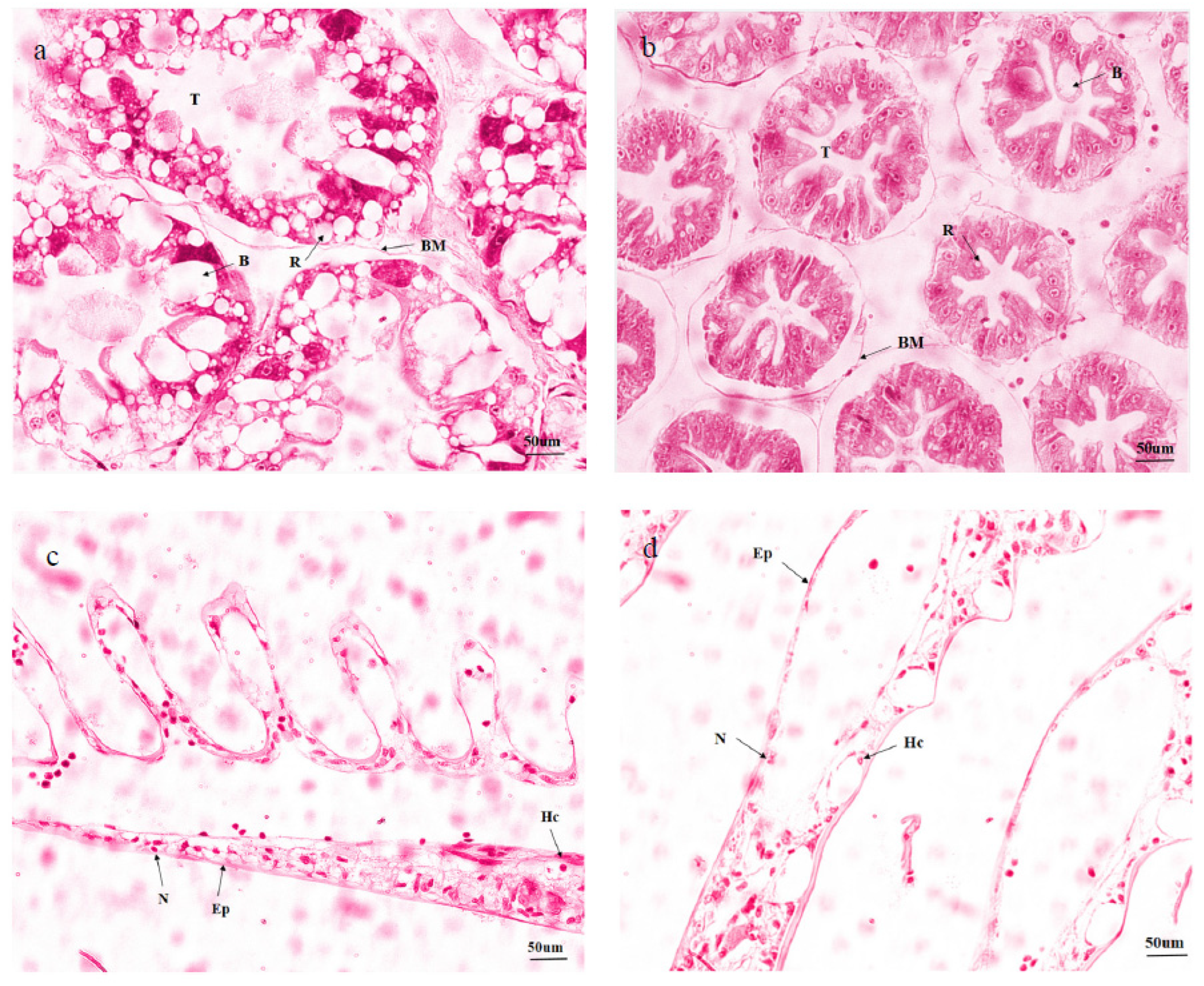 Animals 13 03799 g002