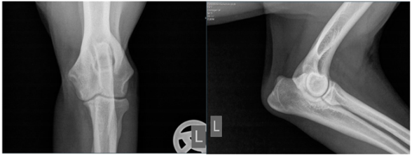 Animals 13 03803 i001