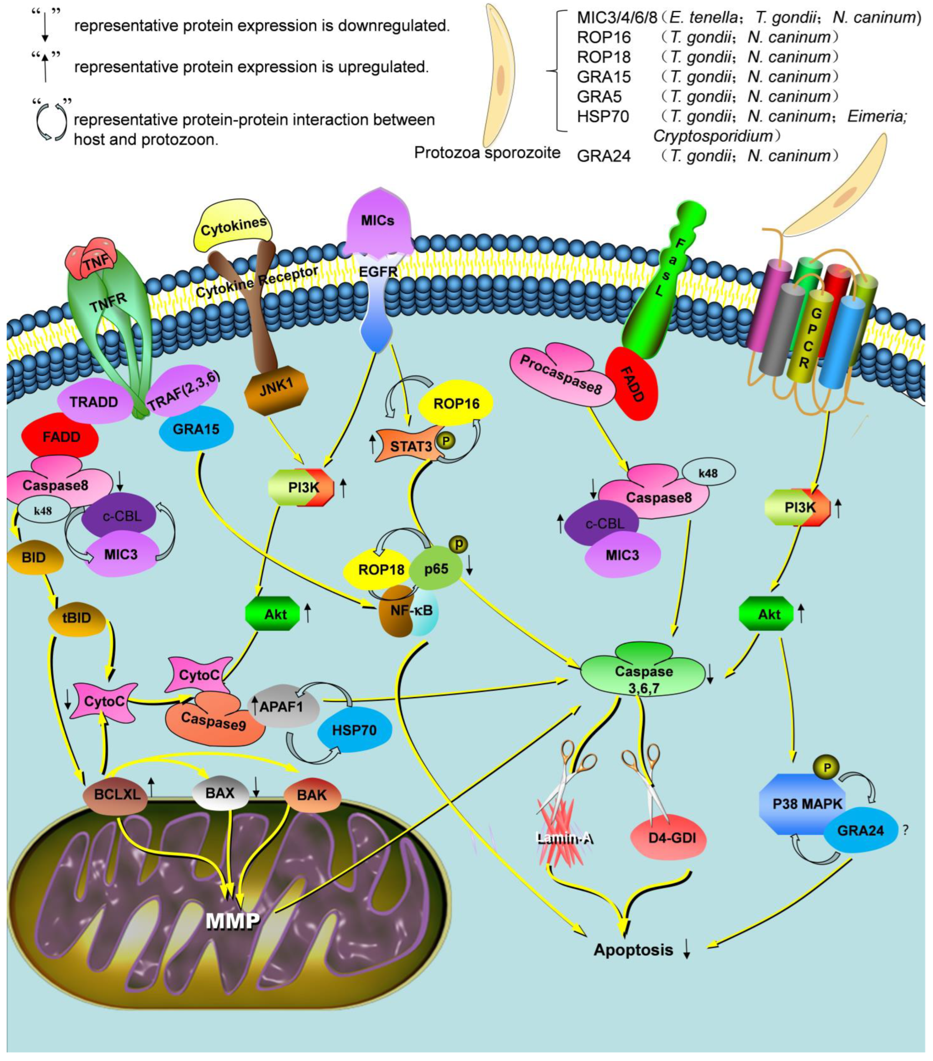 Animals 13 03817 g001